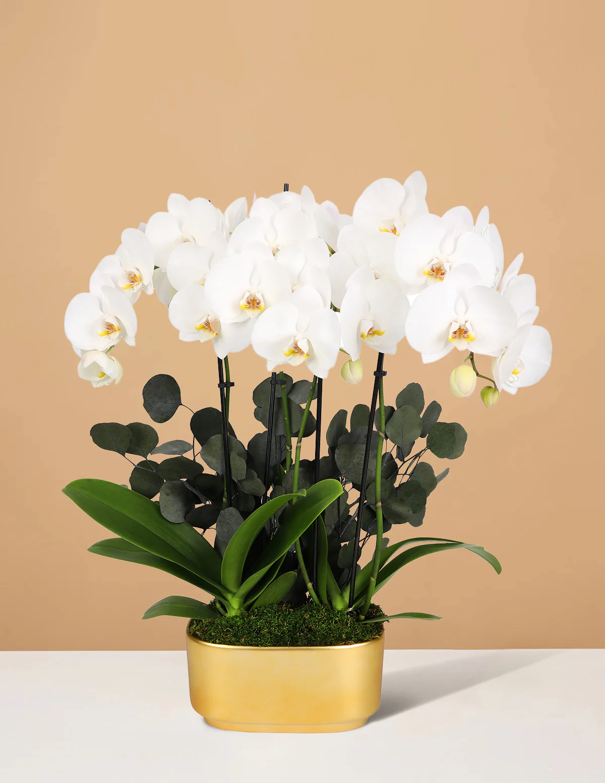 Image of Large Double Orchid