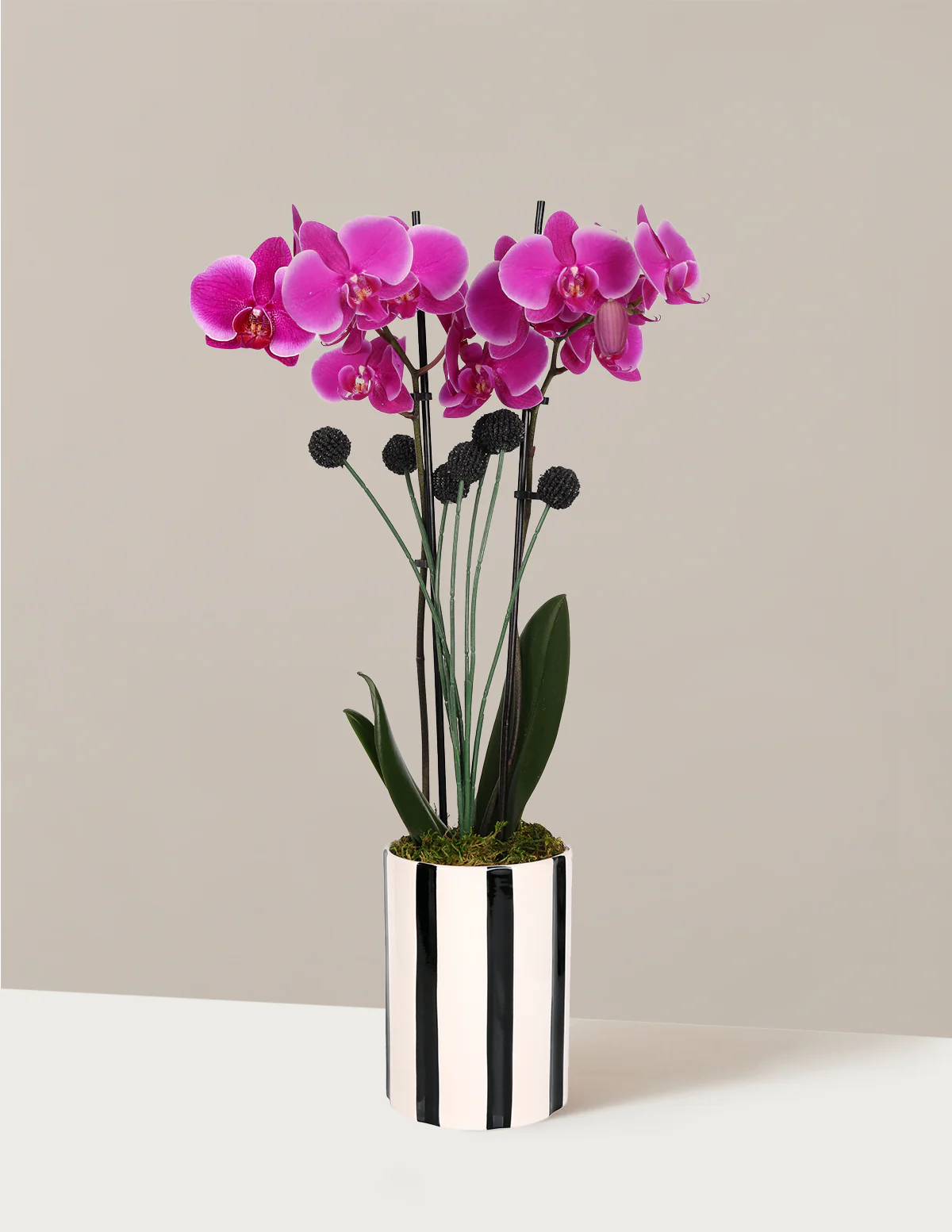 Image of Orchid and Planter Gift Set
