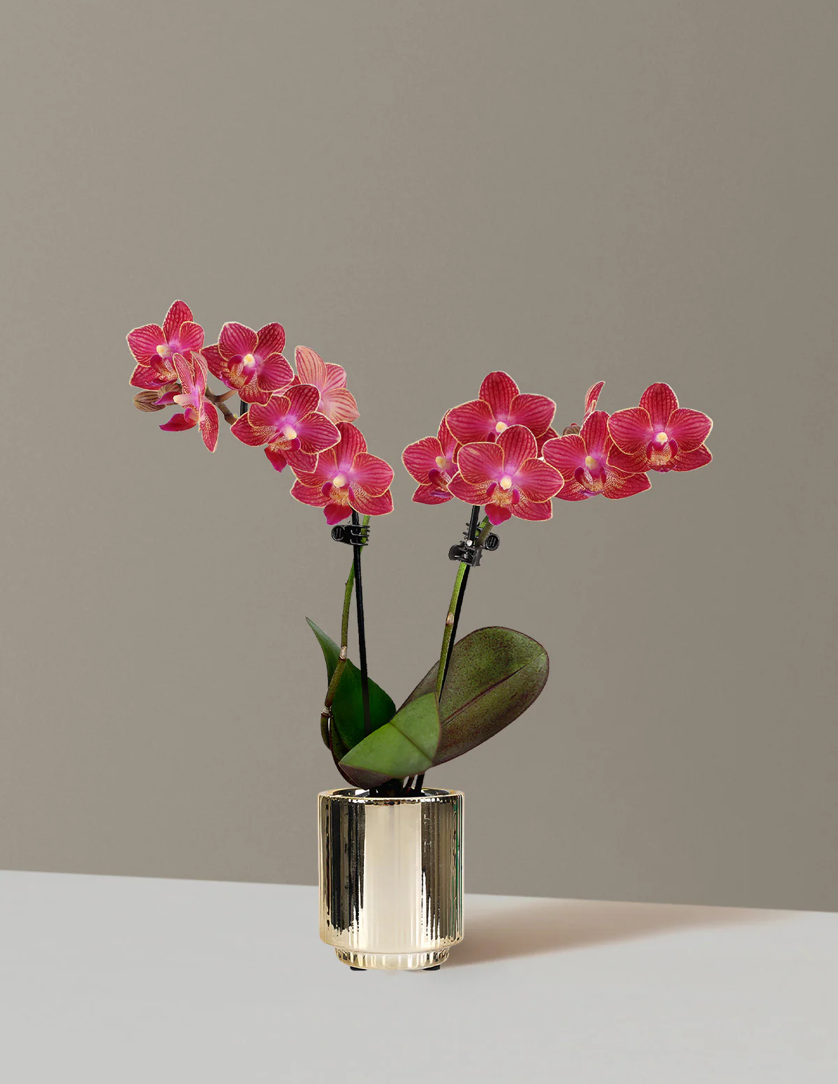 Image of Mini Orchid
