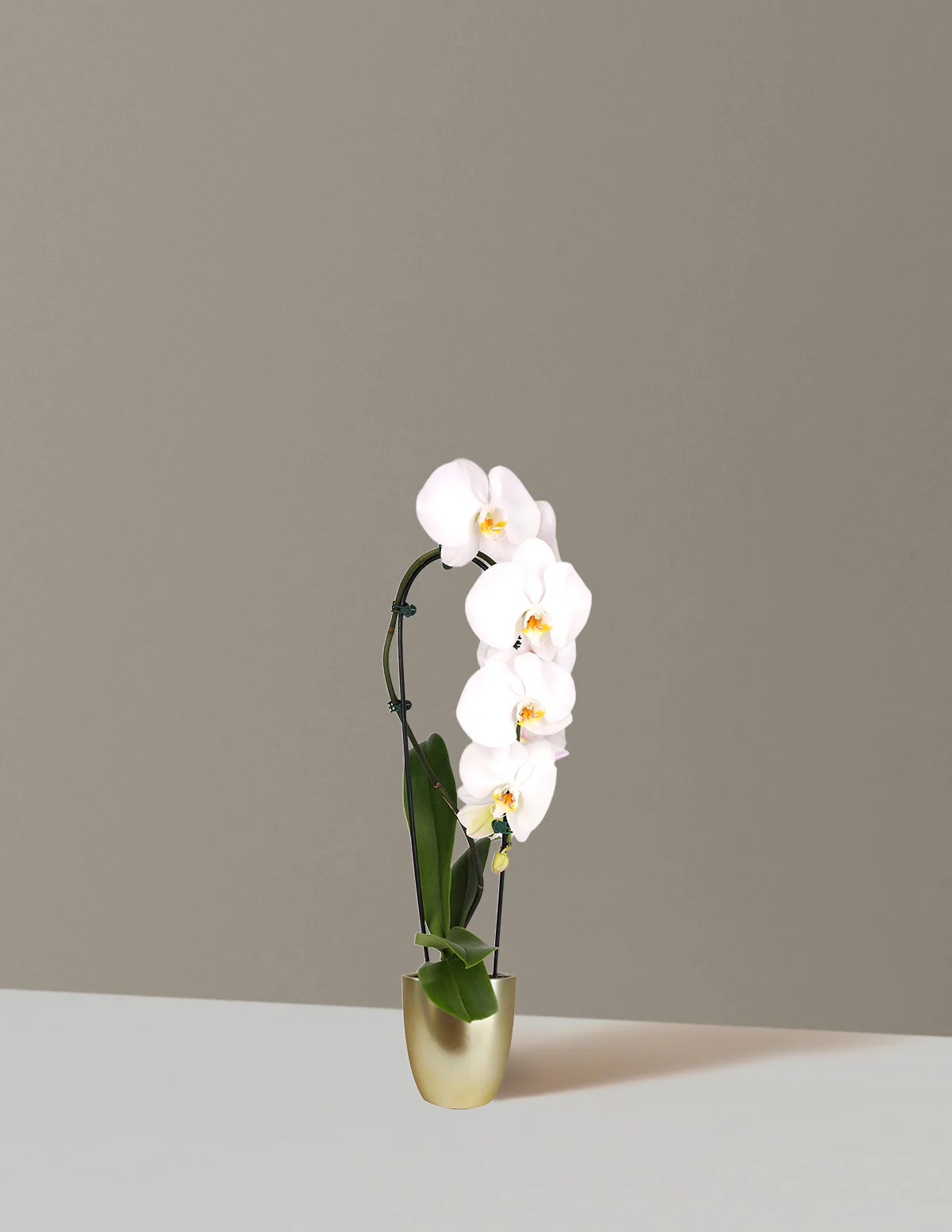 Image of Waterfall Orchid