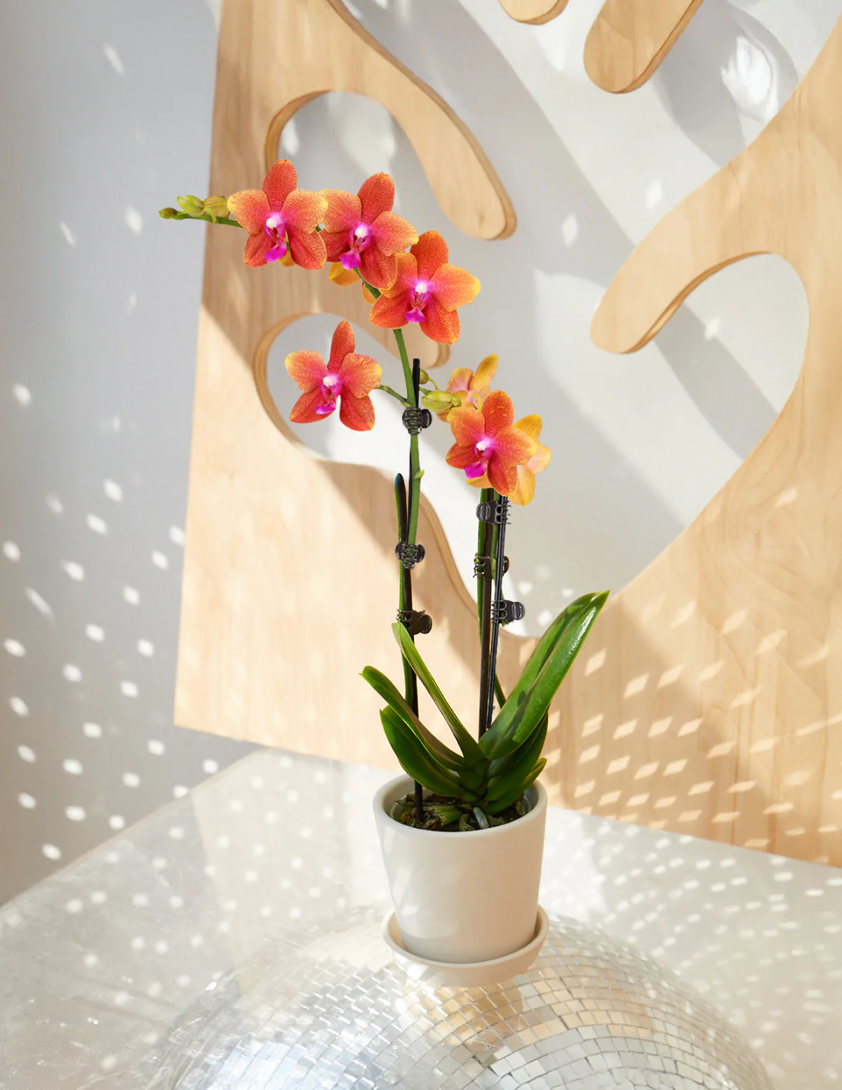 Image of Petite Sunset Orchid