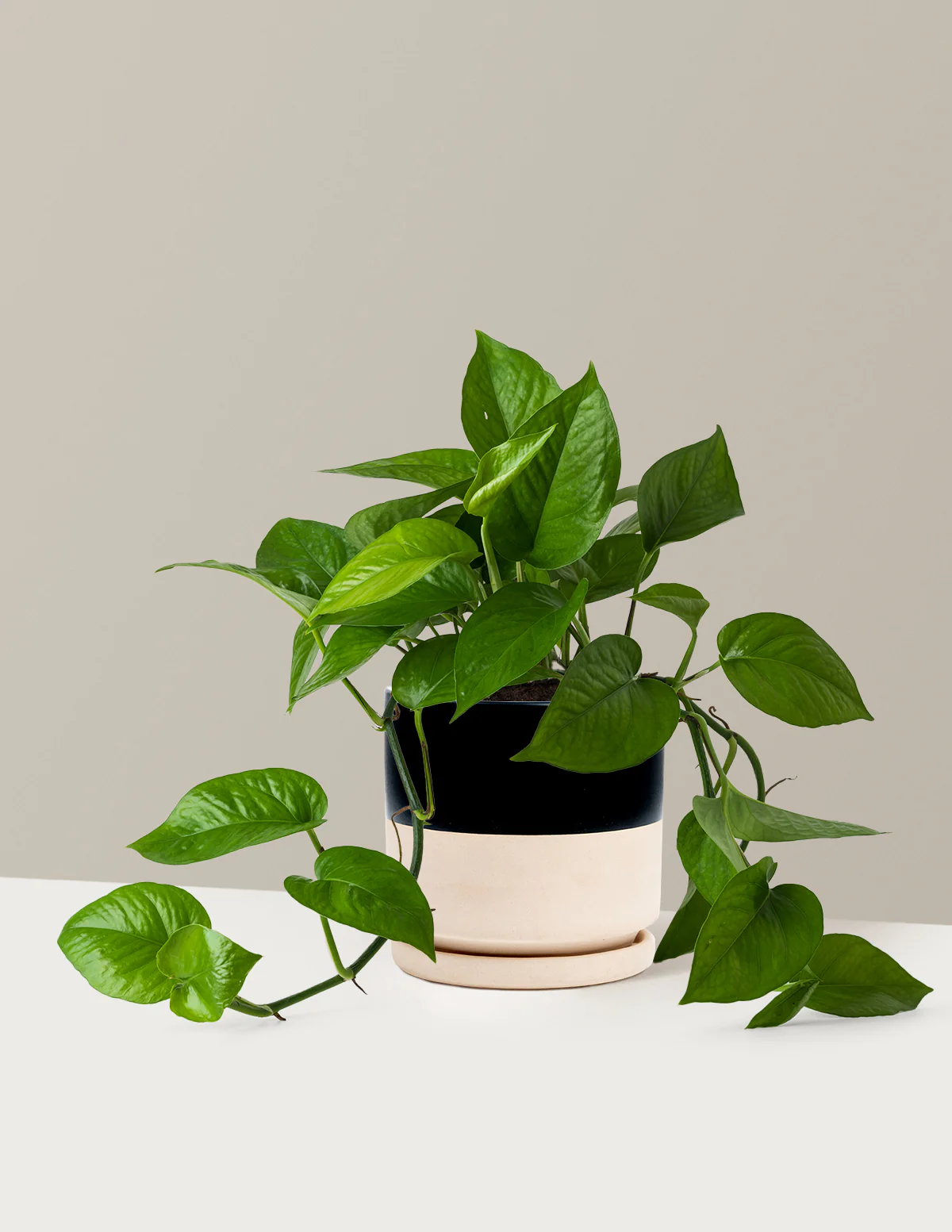 Image of Jade Pothos