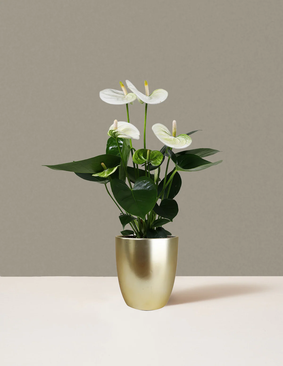 Image of White Anthurium