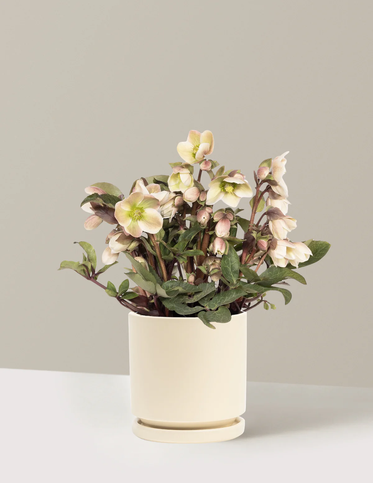 Image of Ivory Prince Hellebore