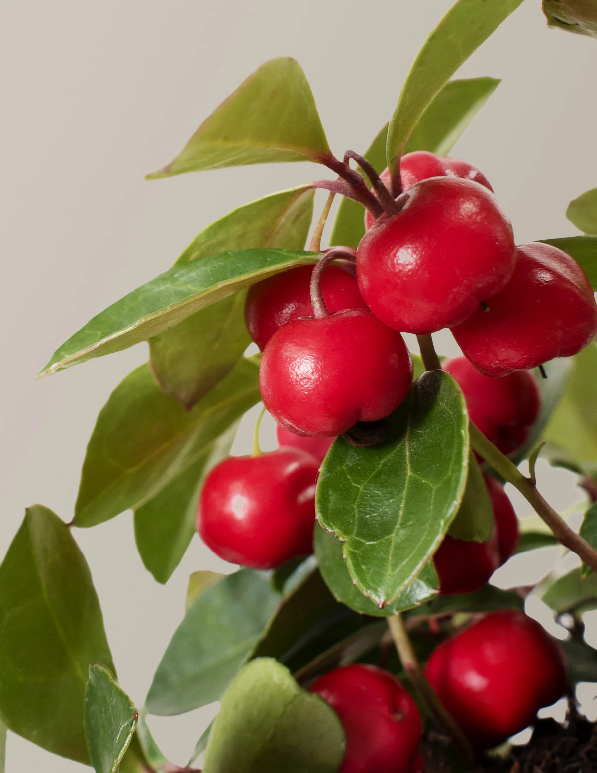 Image of Wintergreen Cherry Berries