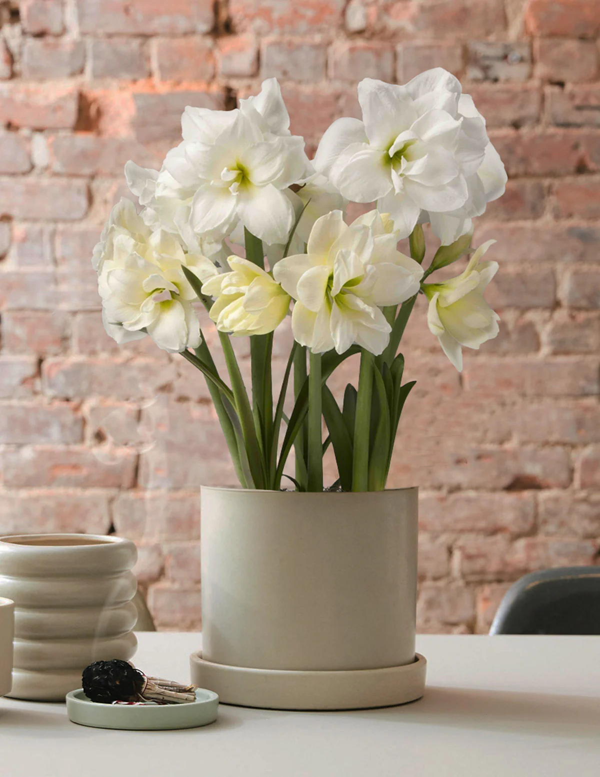 Image of Festive Amaryllis