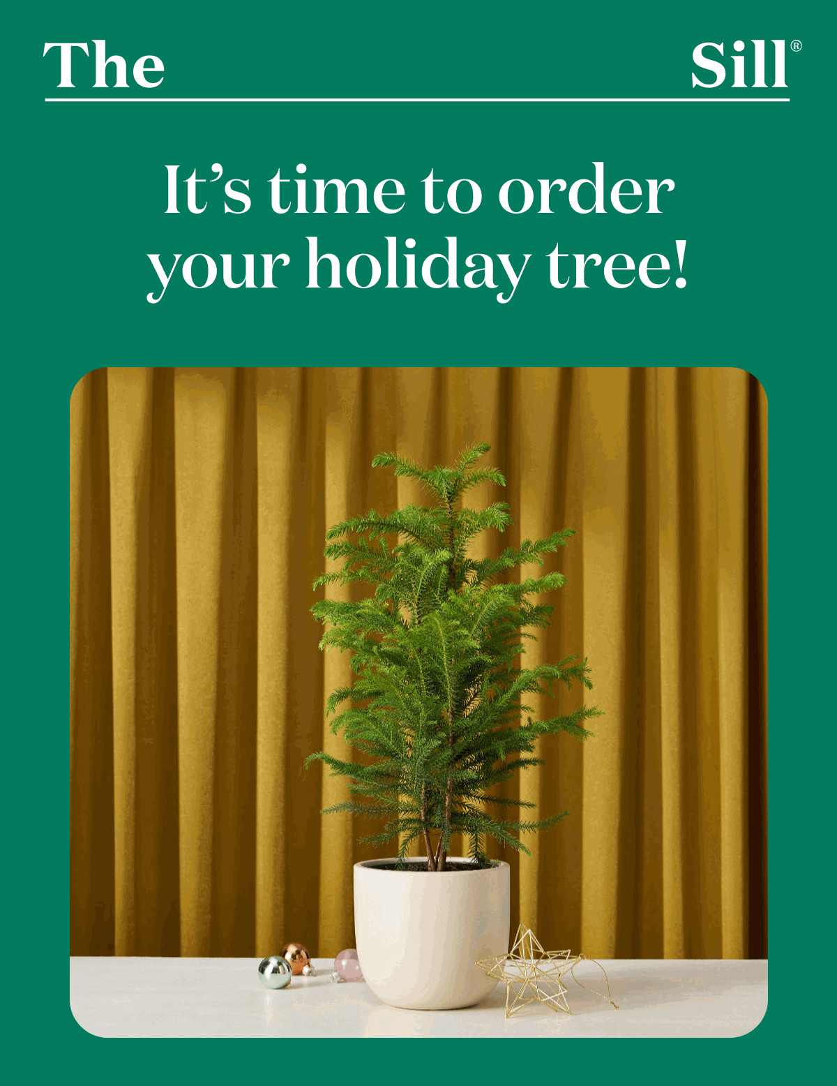 It's time to order your holiday tree! 