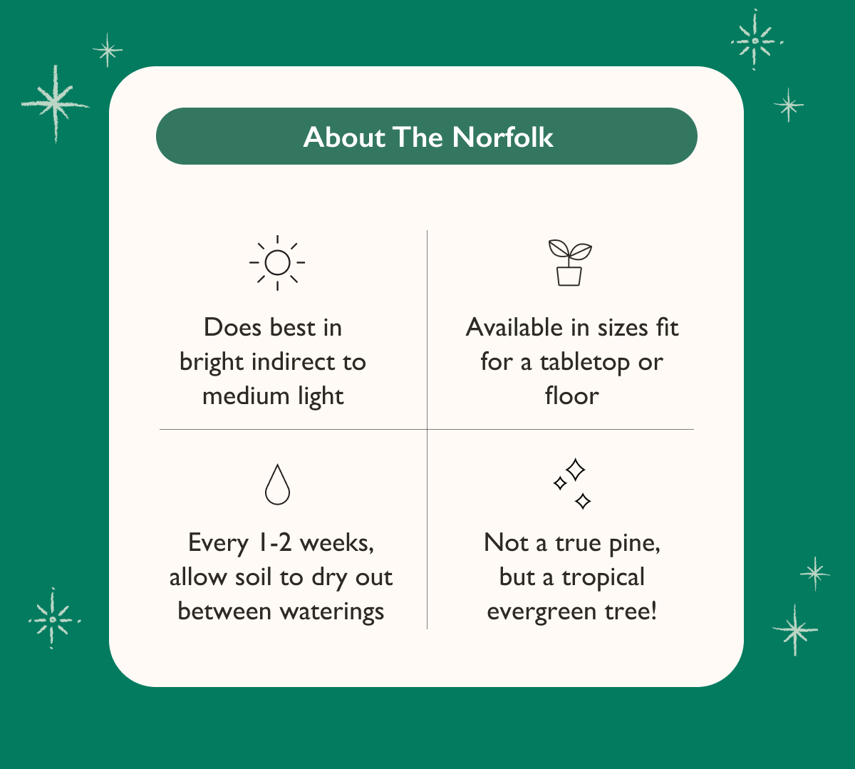 Does best in bright indirect to medium light. Water every 1-2 weeks, allow soil to dry out between waterings. 