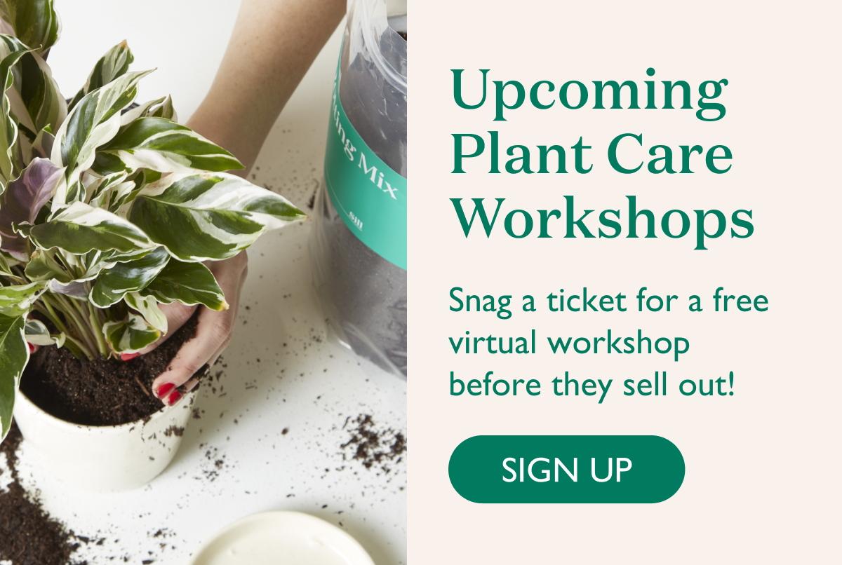 Upcoming Plant Care Workshops: Snag a ticket for a free virtual workshop before they sell out!