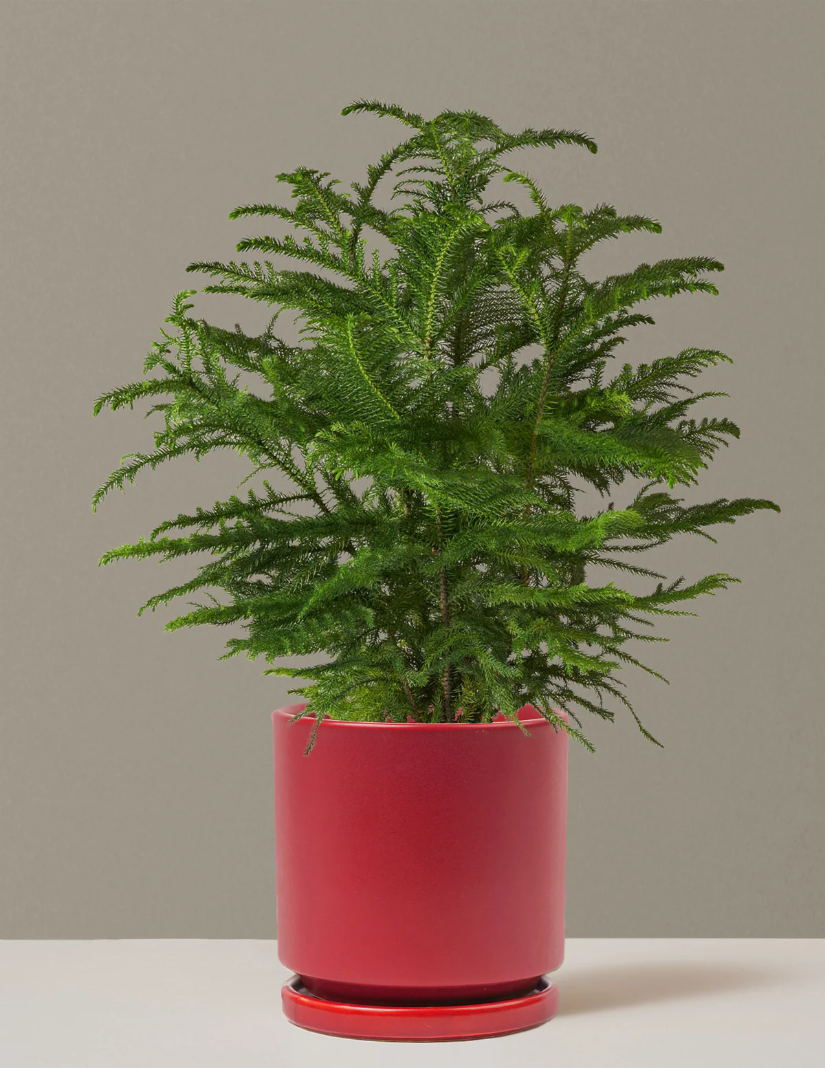 Image of Norfolk Island Pine Tree