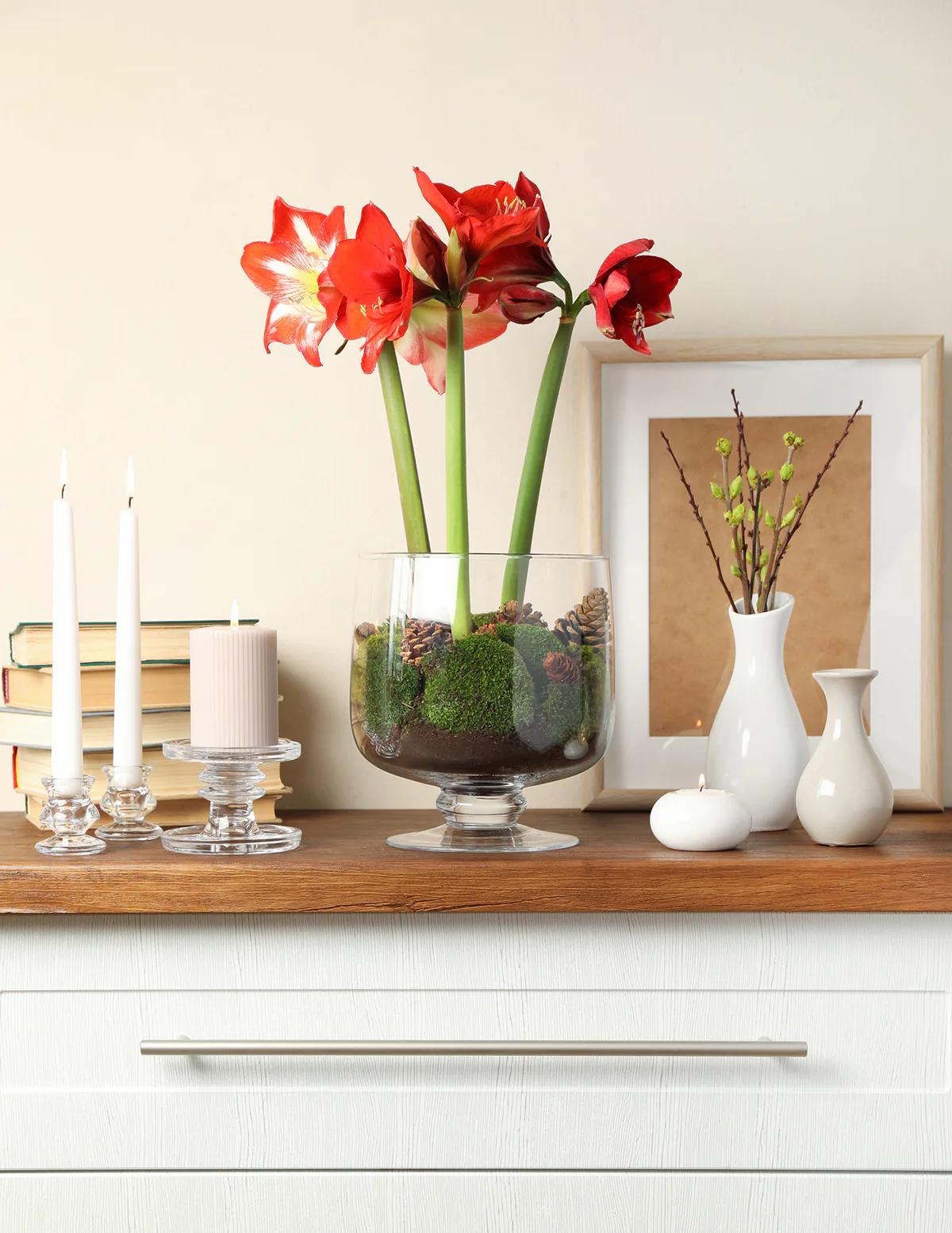 Image of Waxed Amaryllis Bulb