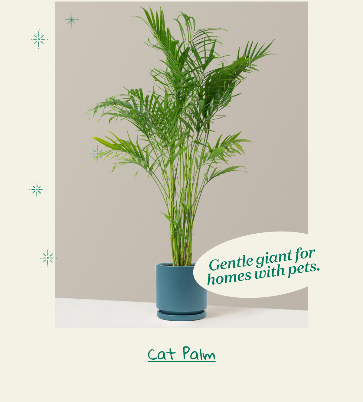 Shop Cat Palm