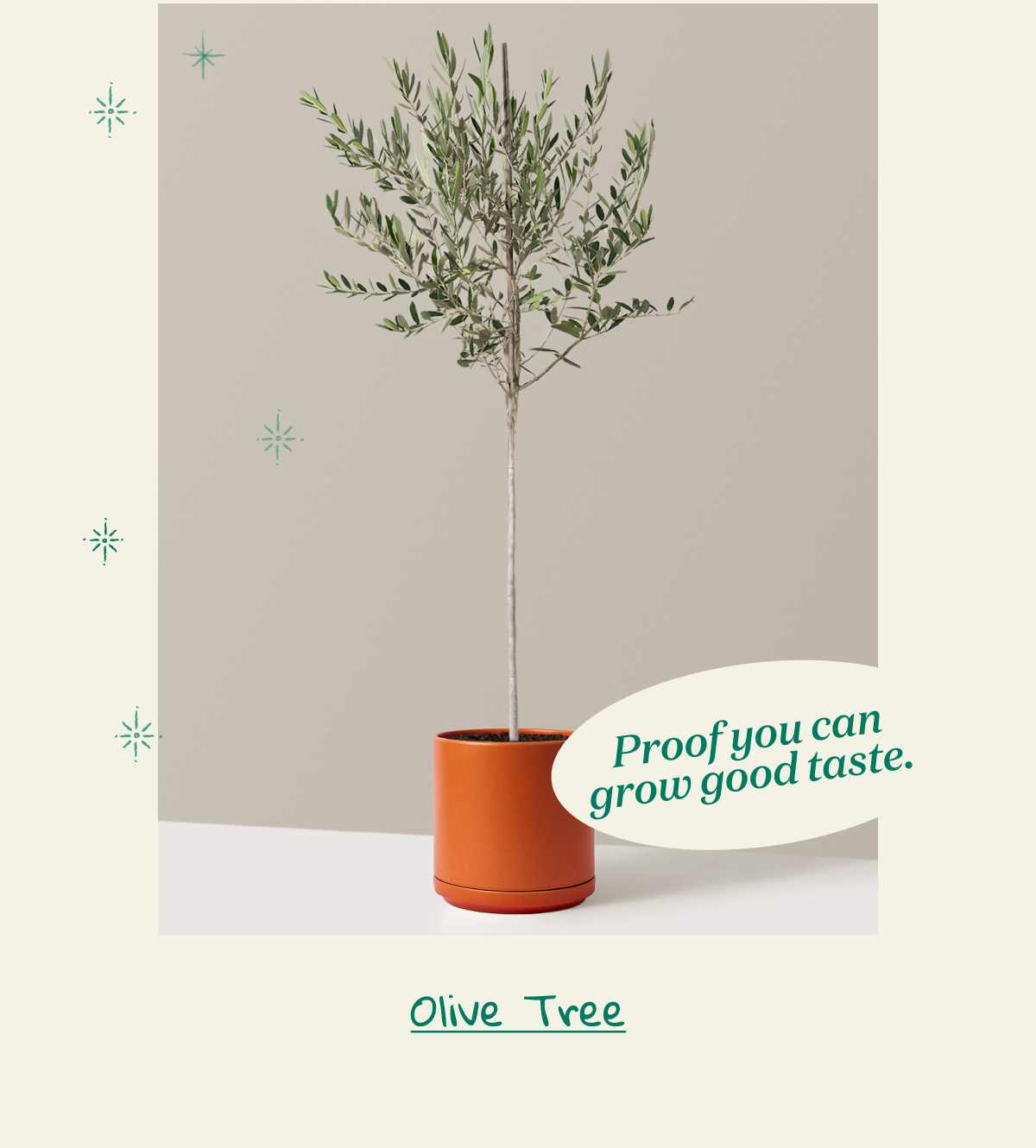 Shop Olive Tree