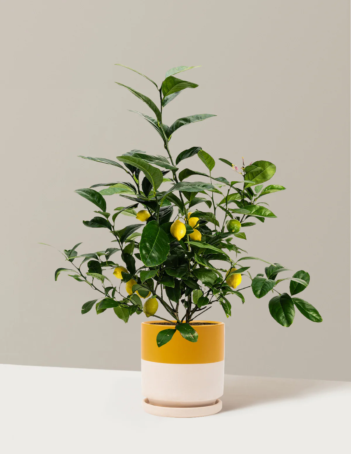 Image of Meyer Lemon Bush