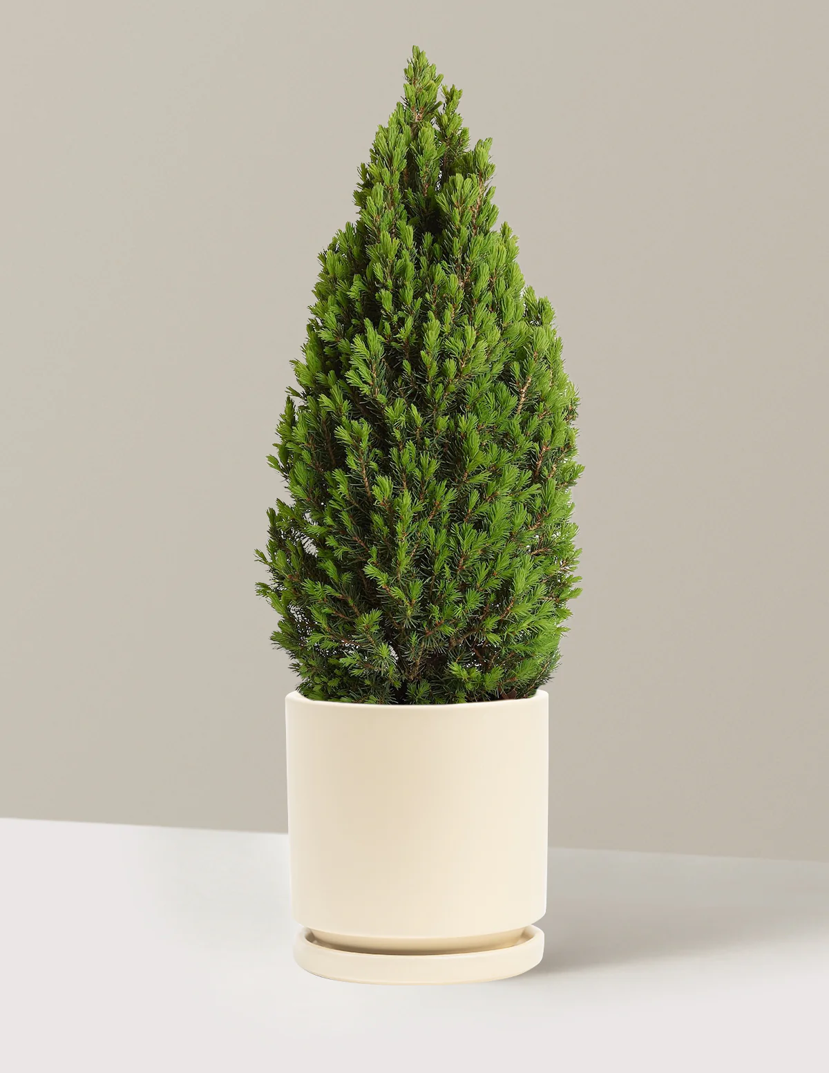 Image of Dwarf Alberta Spruce