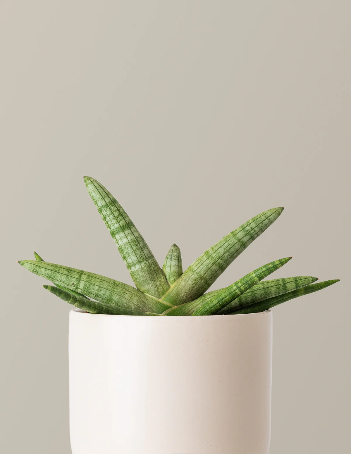 Image of Snake Plant Starfish