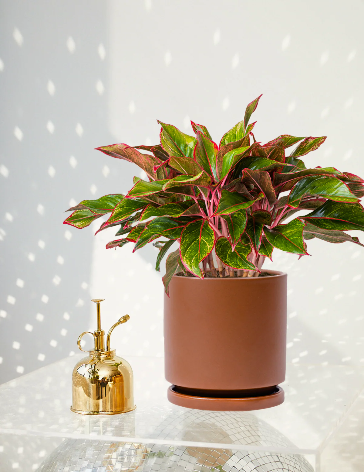 Image of Aglaonema Siam