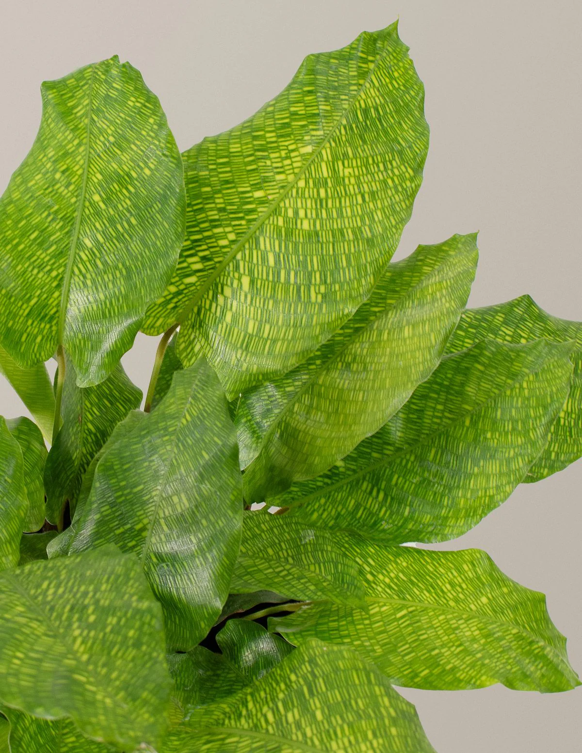 Image of Calathea Network
