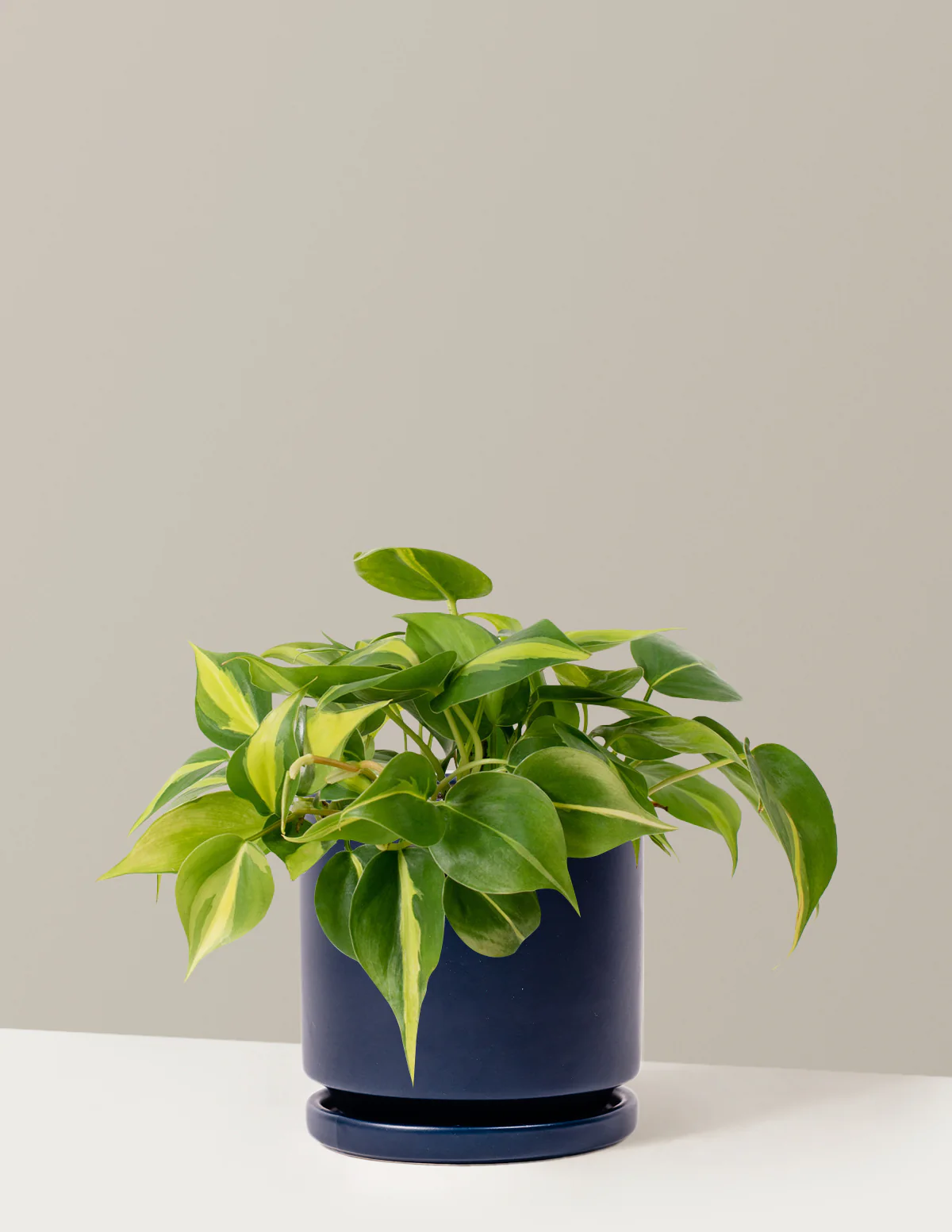 Image of Philodendron Brasil