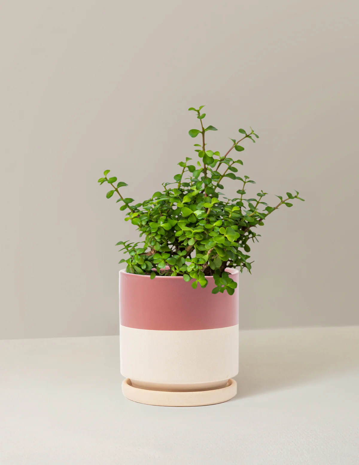Image of Elephant Bush