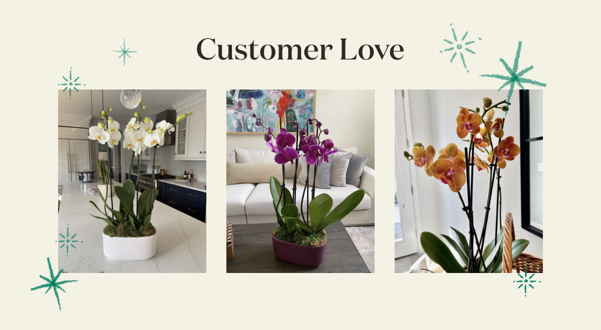 Large Double Orchid Customer Photos