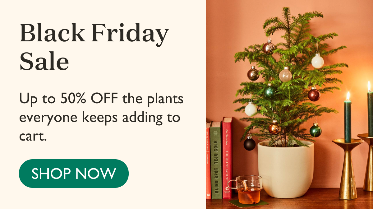 Shop the Black Friday Sale and get up to 50% off bestsellers.