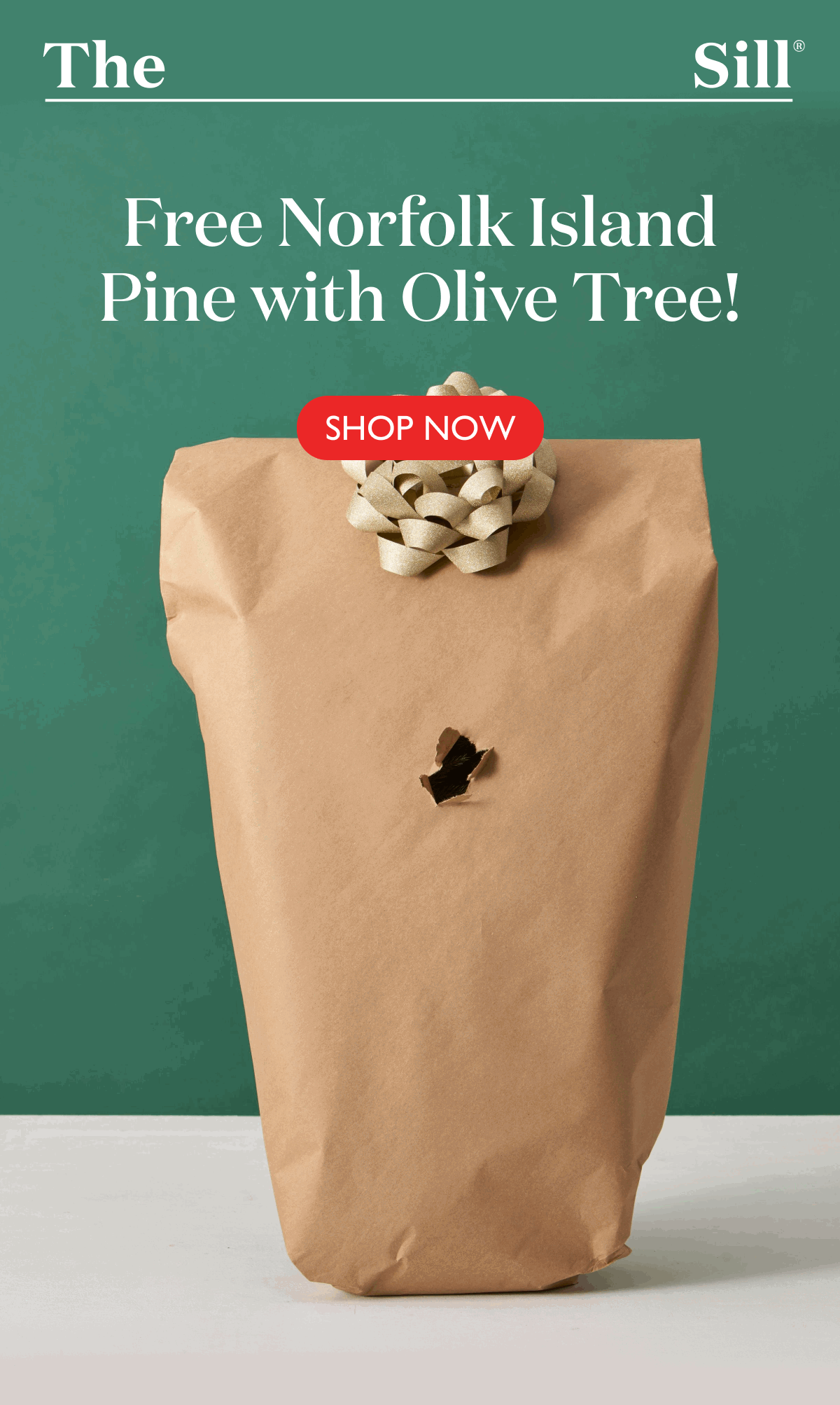 Free Norfolk Island Pine with Olive Tree purchase!