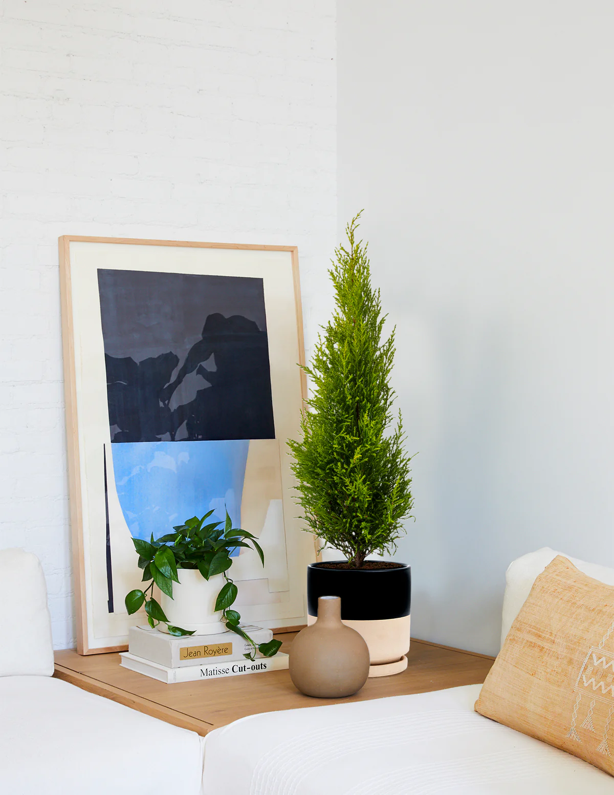 Image of Wilma Goldcrest Lemon Cypress