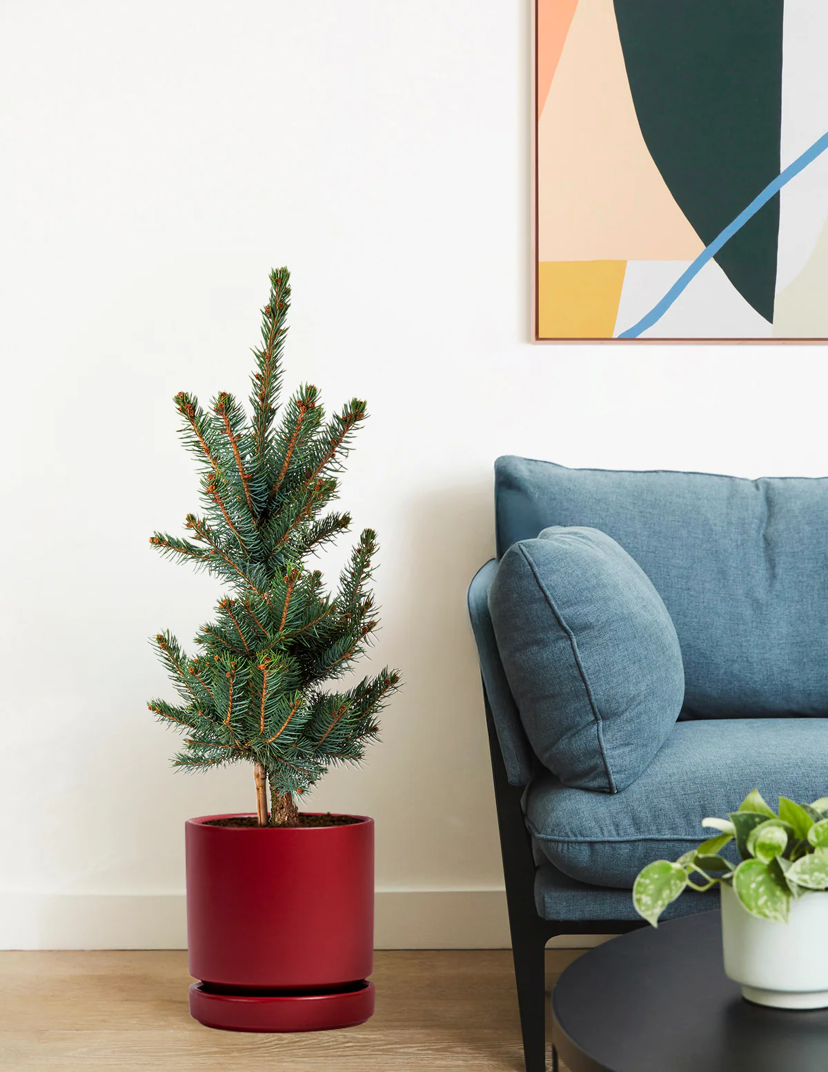 Image of Baby Blue Eyes Spruce