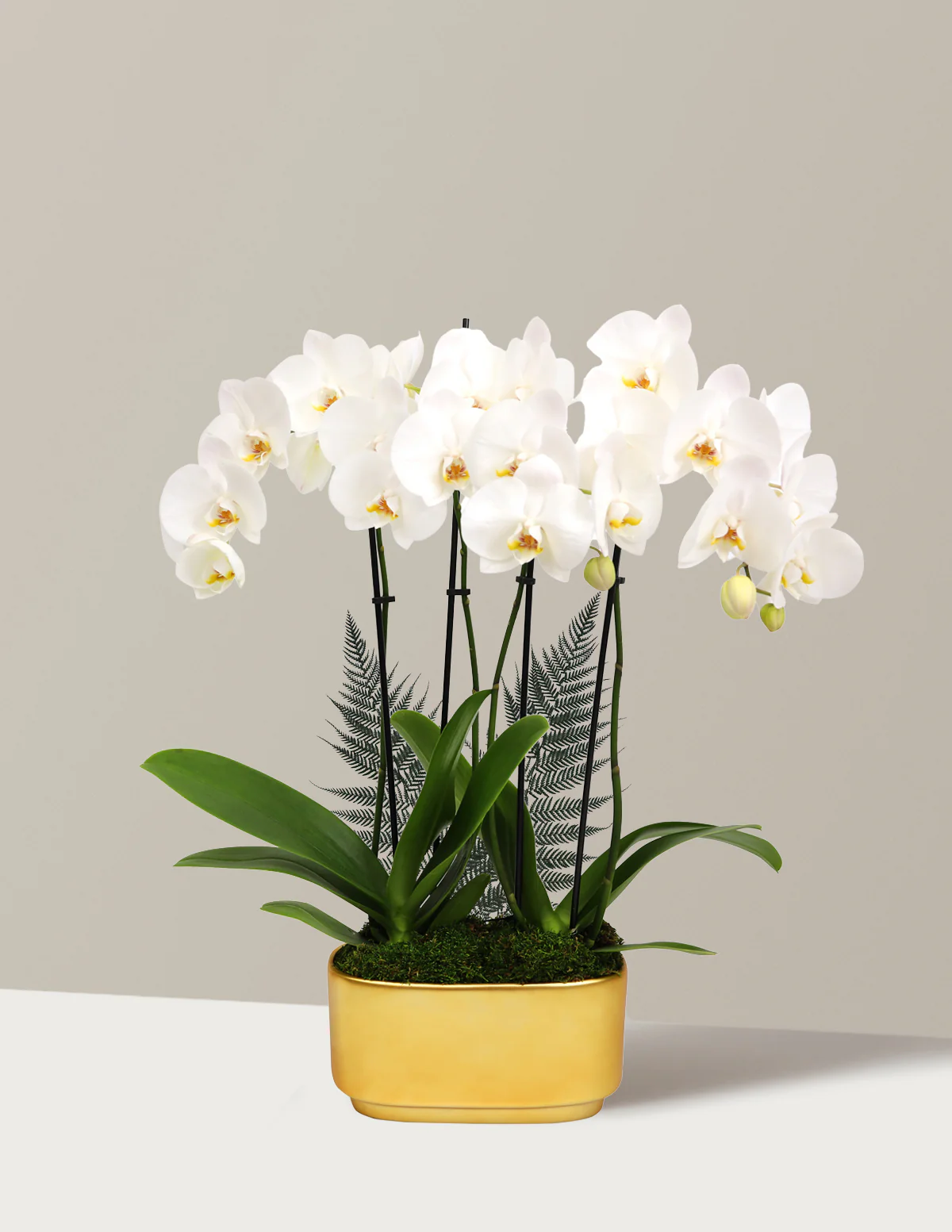Image of Large Double Orchid