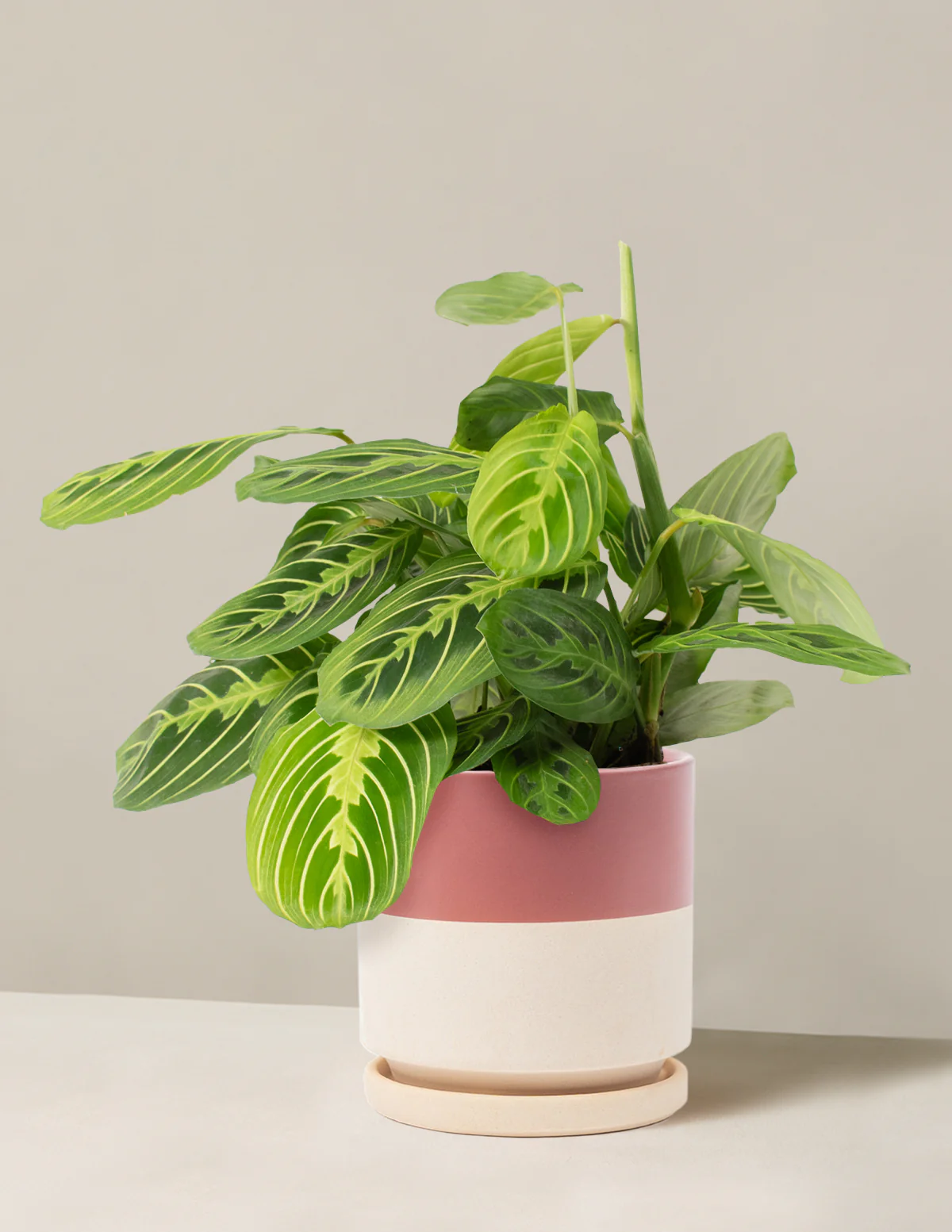 Image of Lemon Lime Prayer Plant