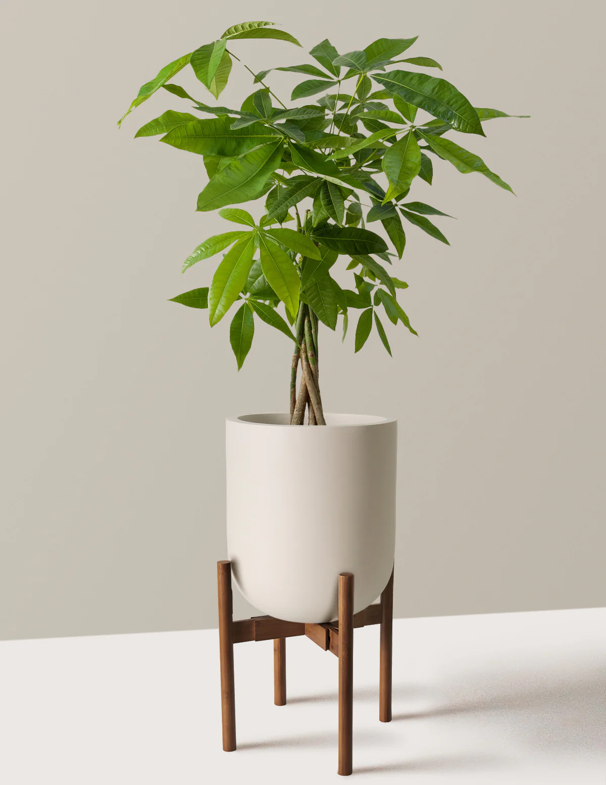 Image of Money Tree Plant