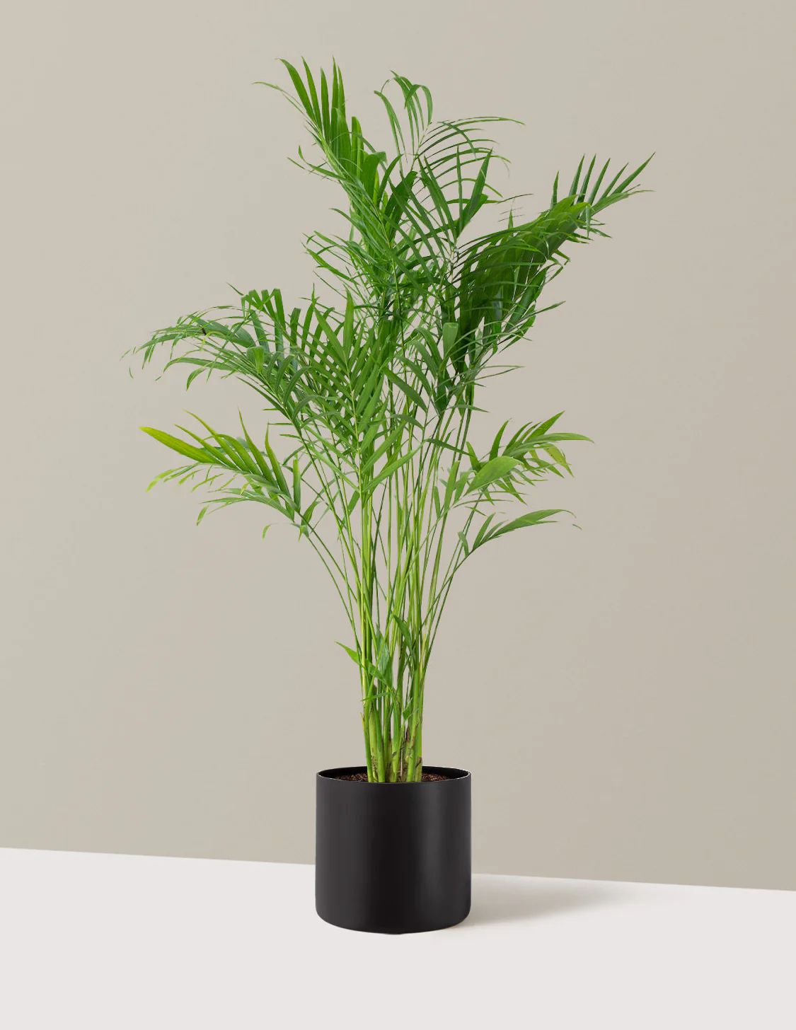 Image of Large Cat Palm