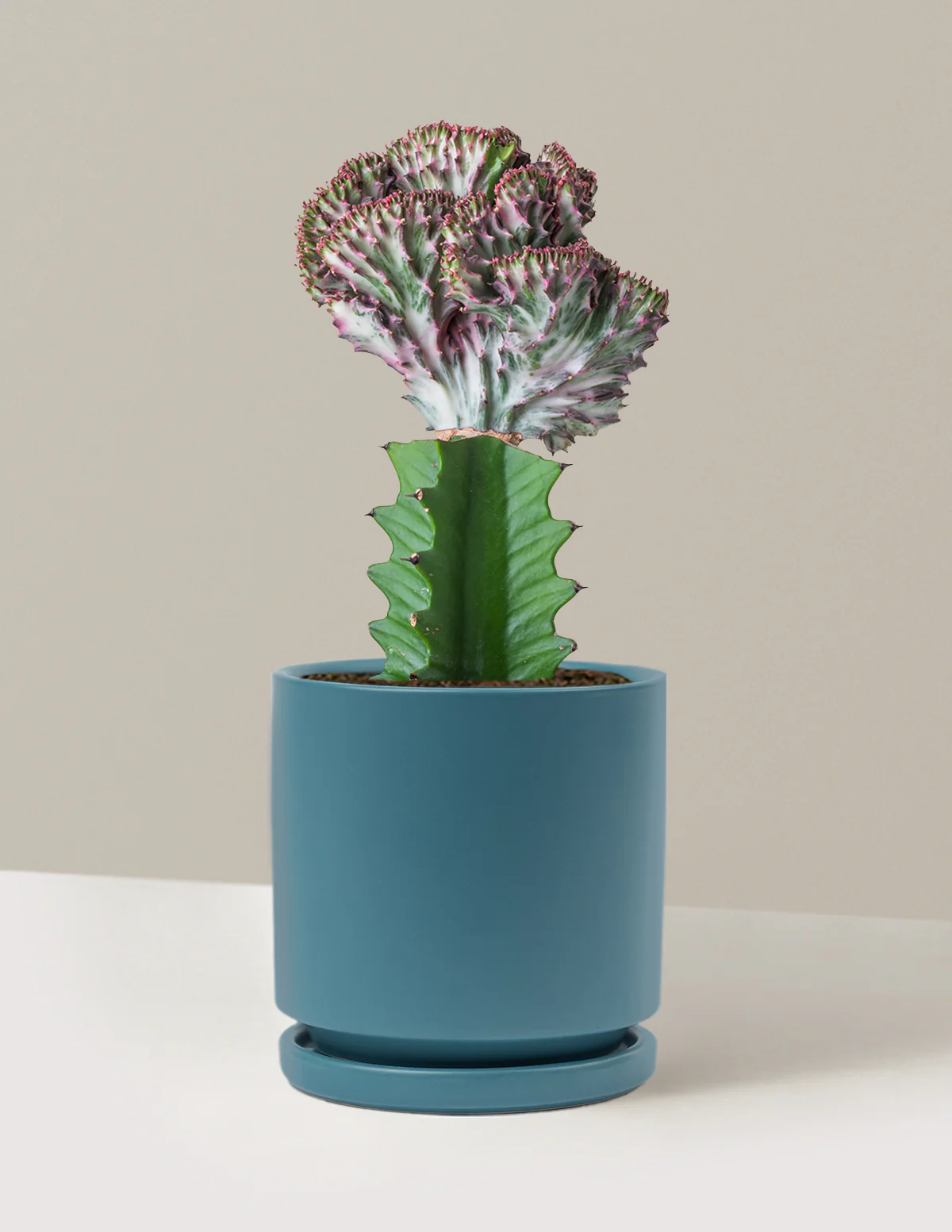 Image of Mermaid Tail Cactus