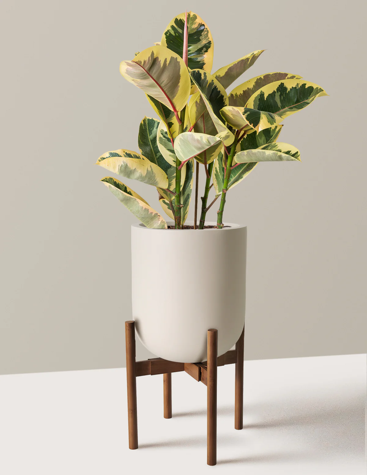 Image of Ficus Tineke Bush
