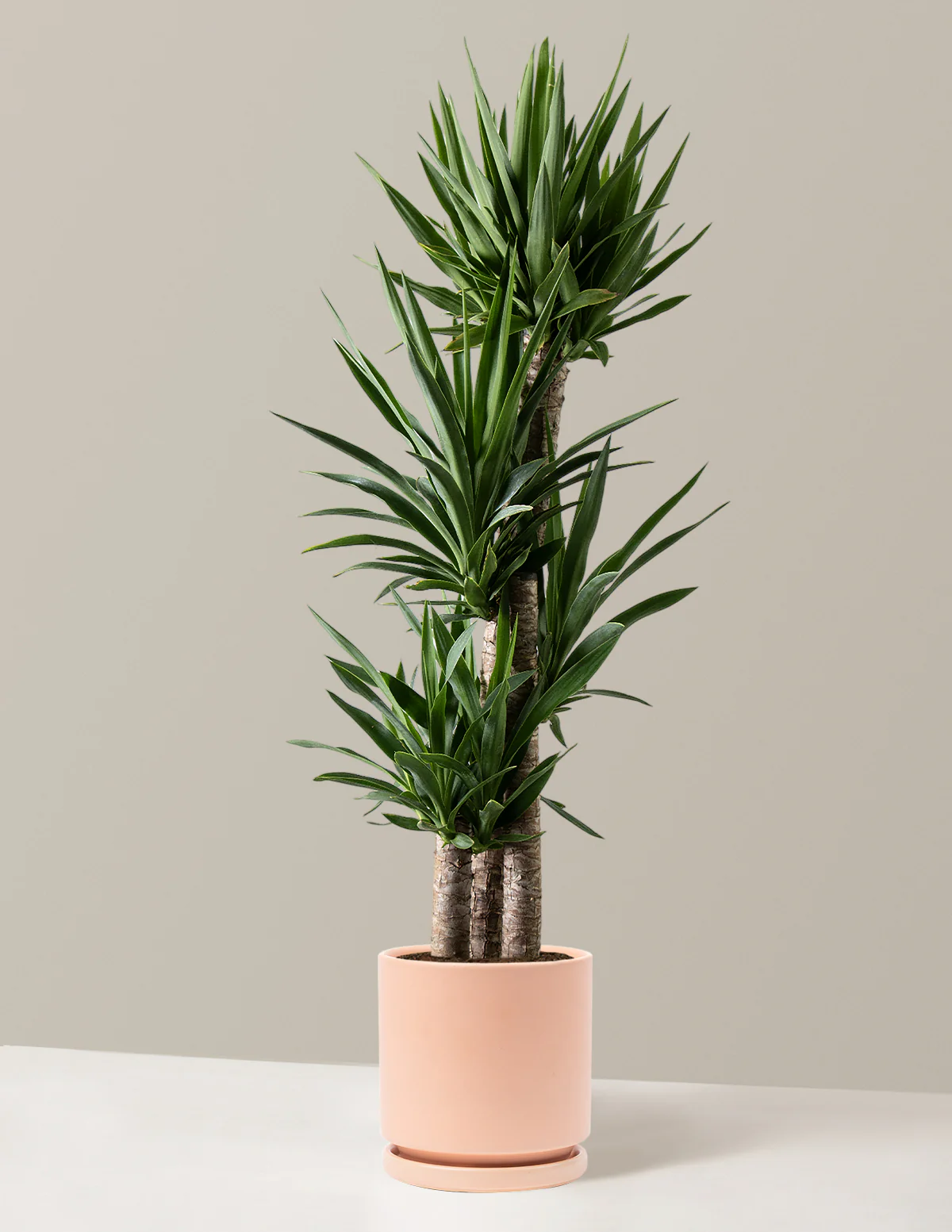 Image of Yucca Multi Stem