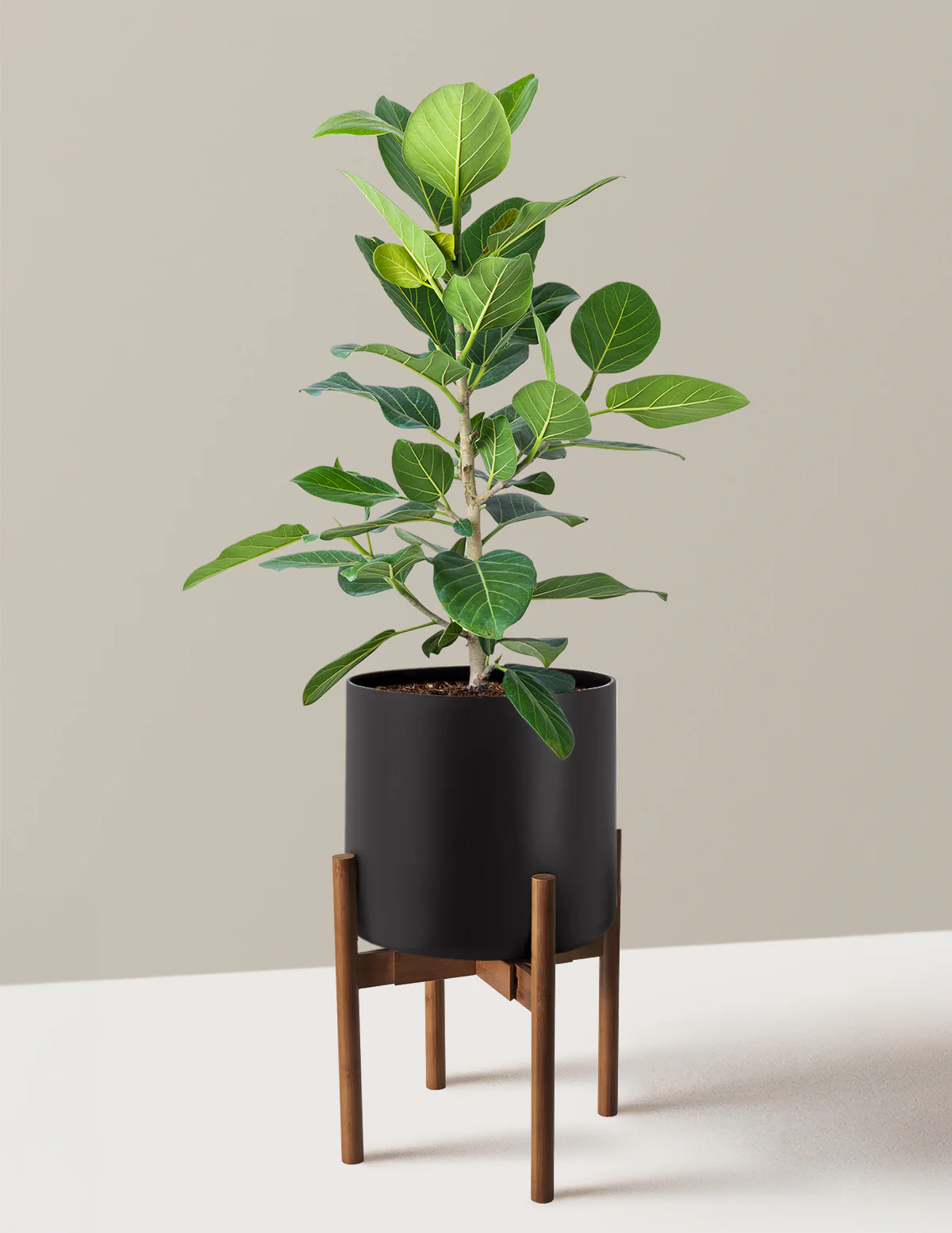 Image of Ficus Audrey Bush