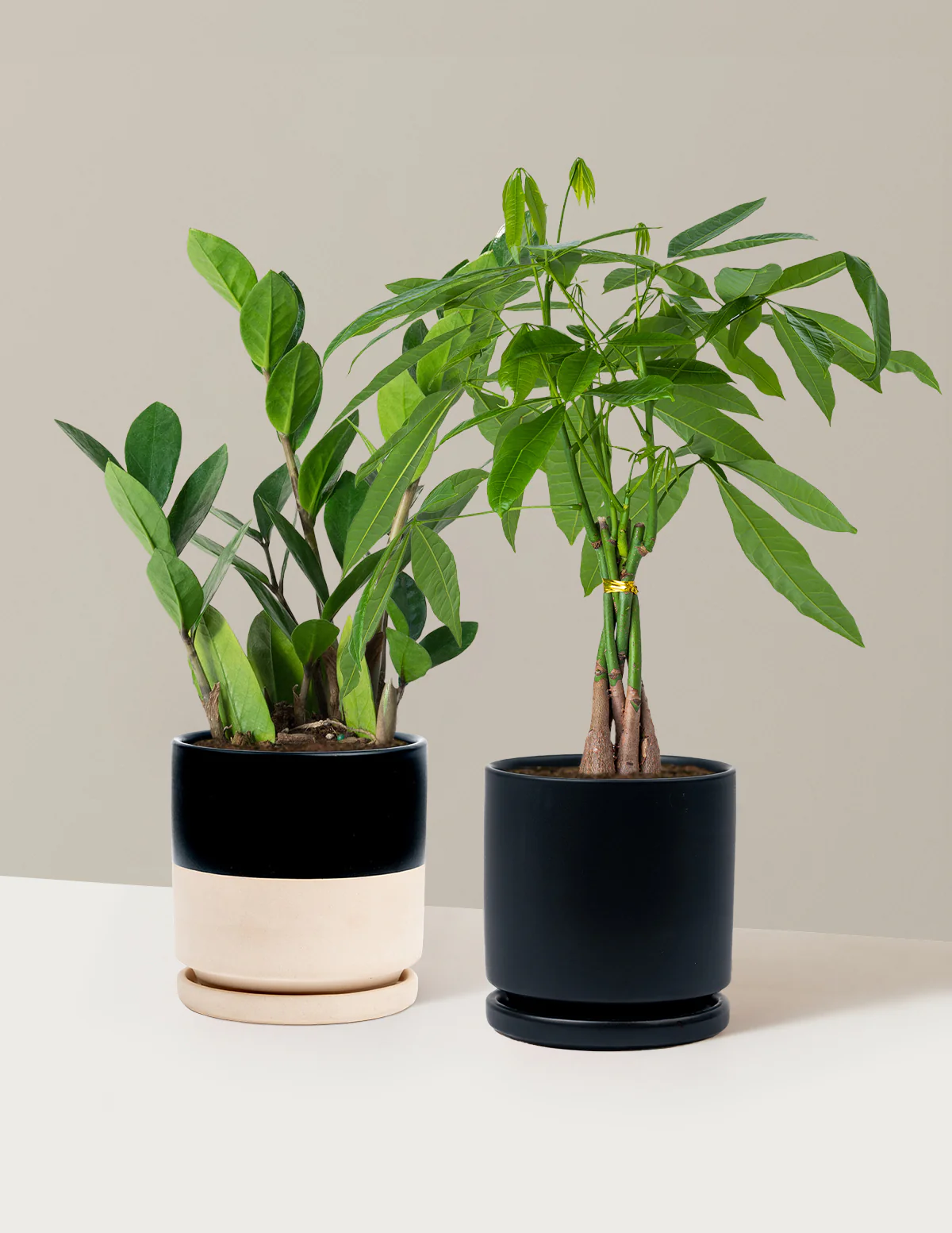Image of Easy Care Duo