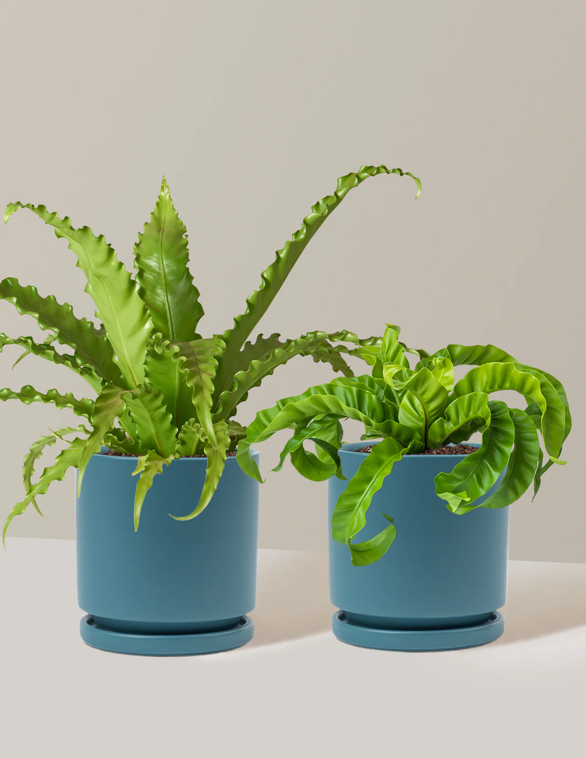 Image of Fern Friends Duo