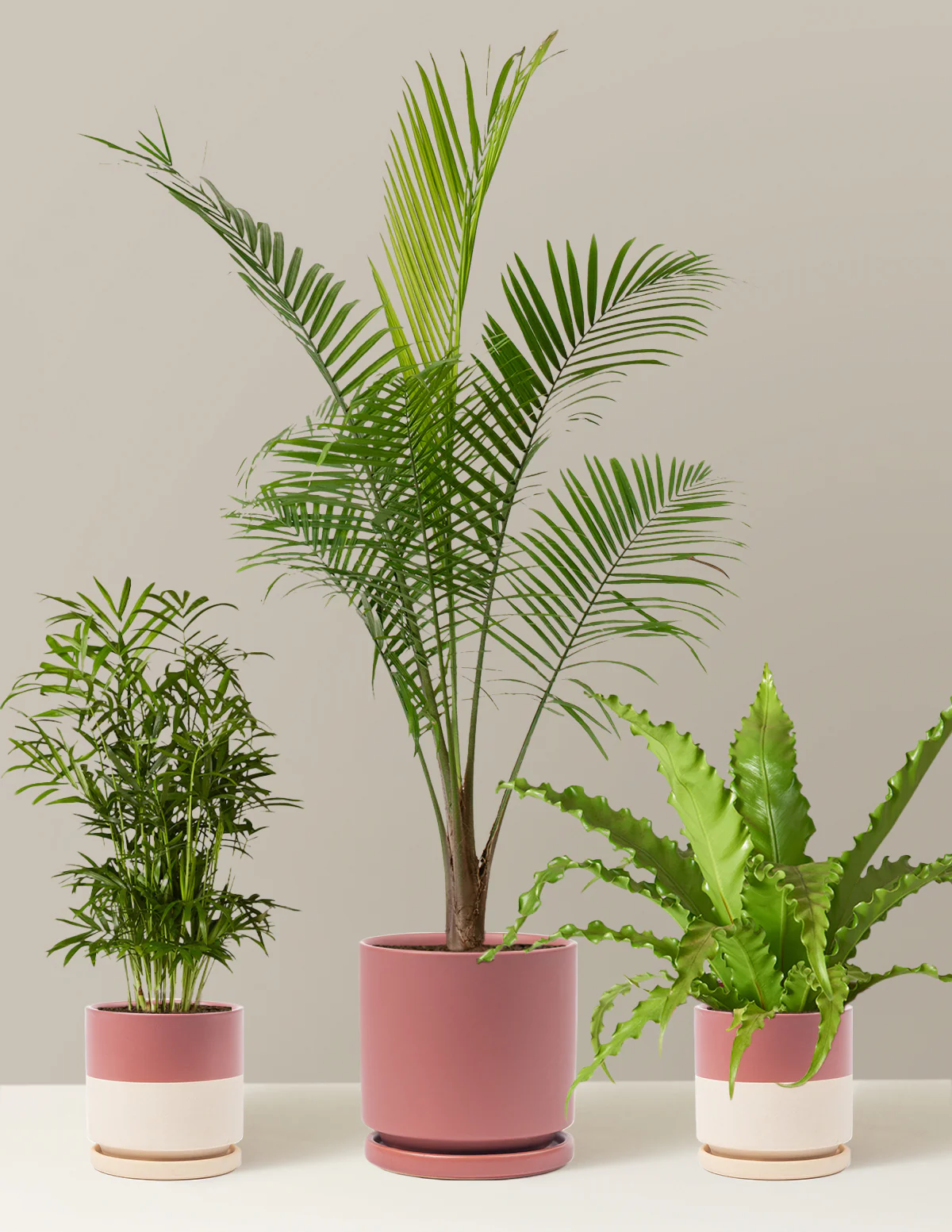 Image of Pet-Safe Housewarming Trio