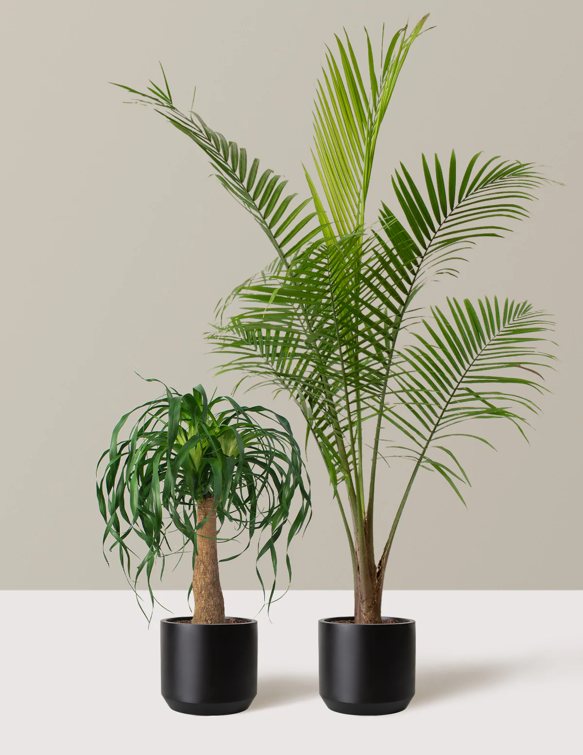 Image of Large Palm Bundle