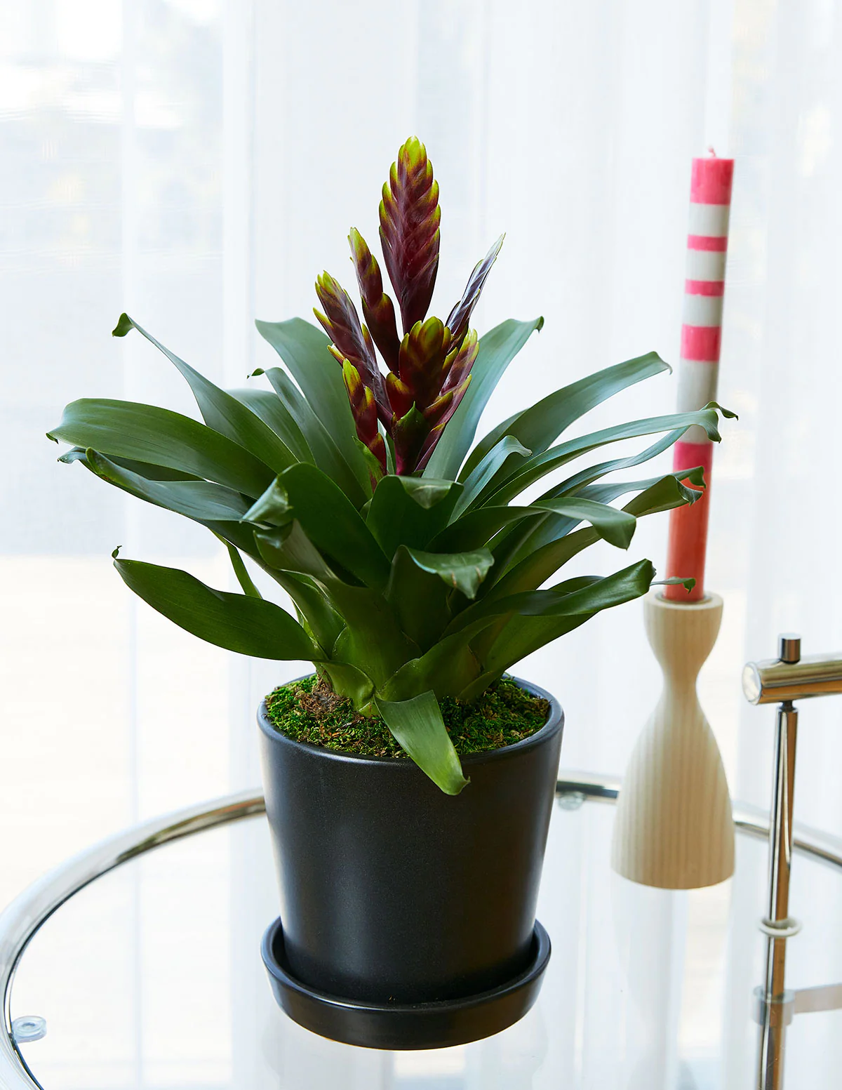 Image of Bromeliad Vriesea ‘Vogue’