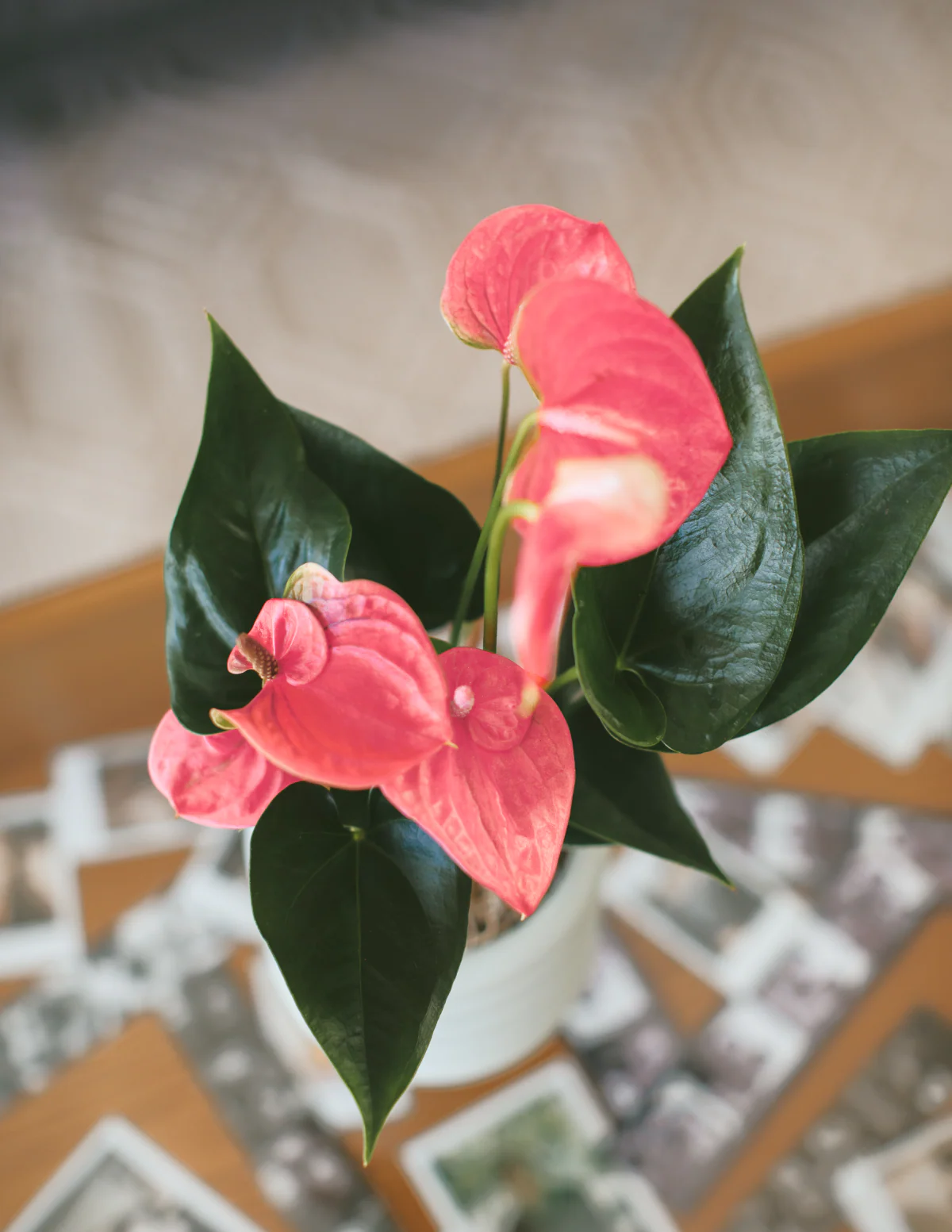 Image of Pink Anthurium