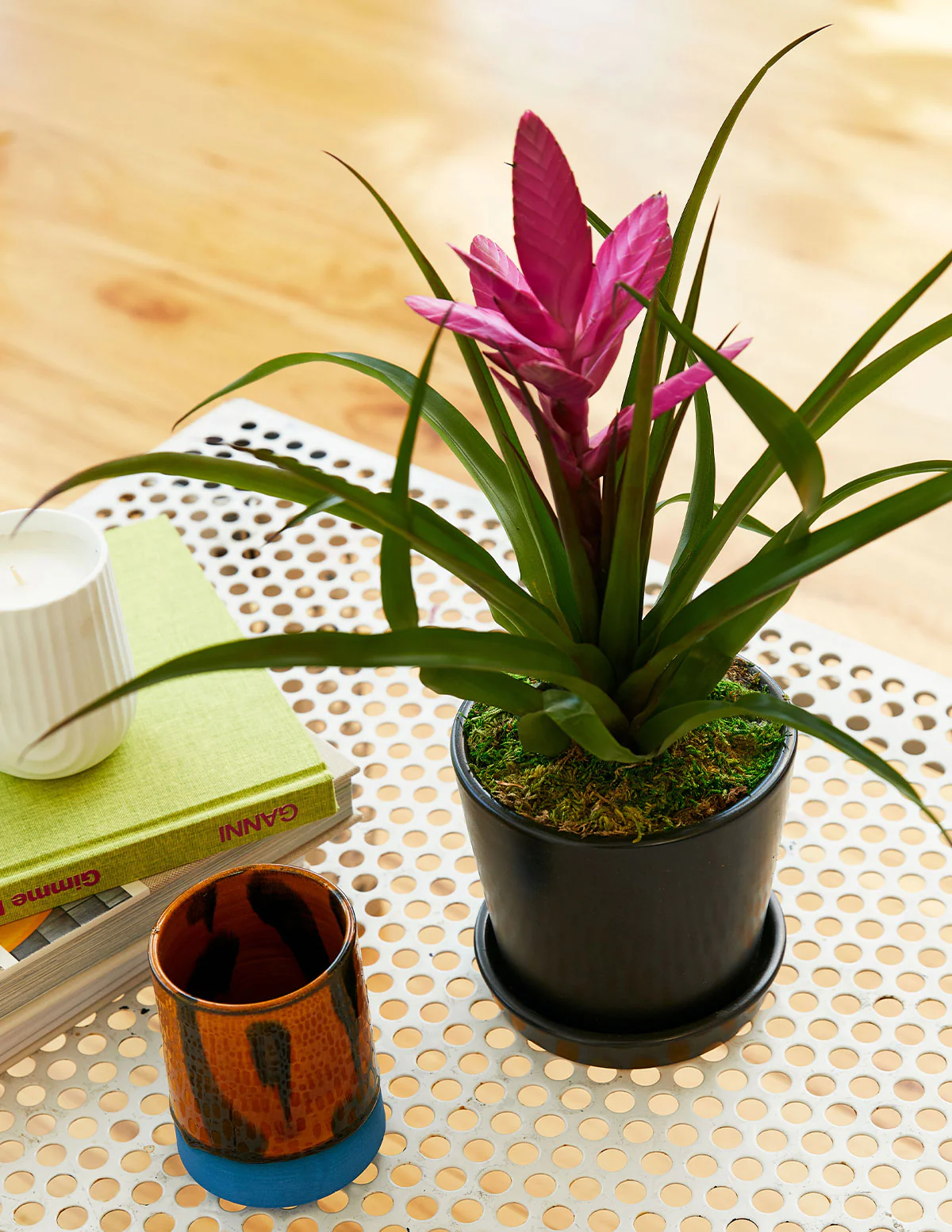 Image of Bromeliad Antonio Pink