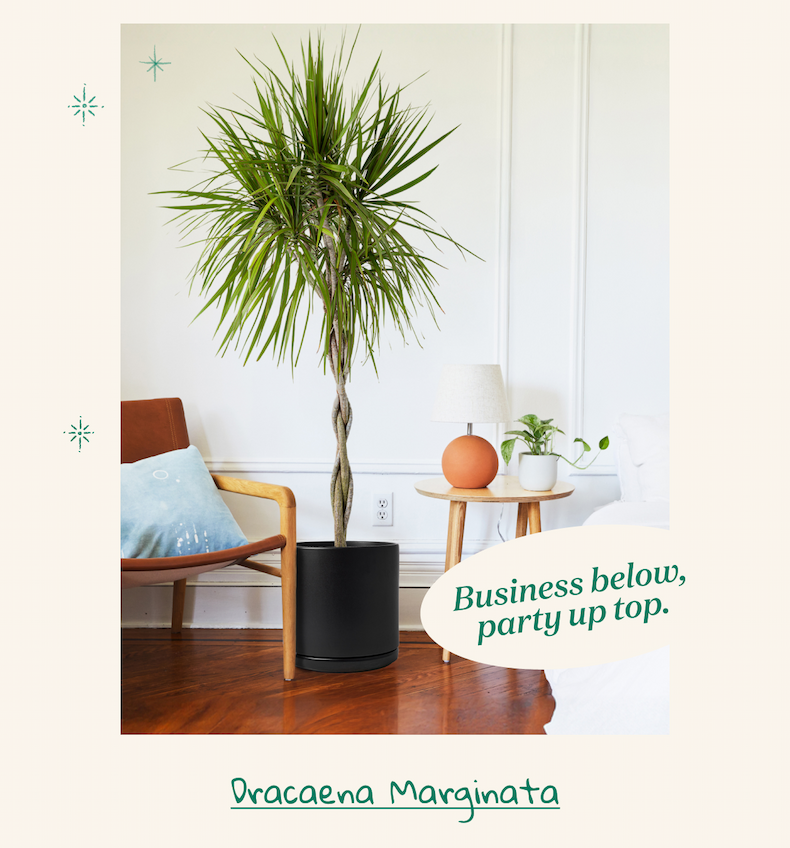 Large Dracaena Marginata Tree