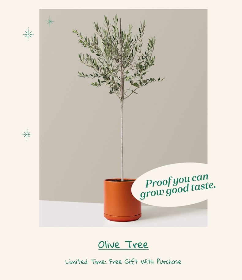 Large Olive Tree
