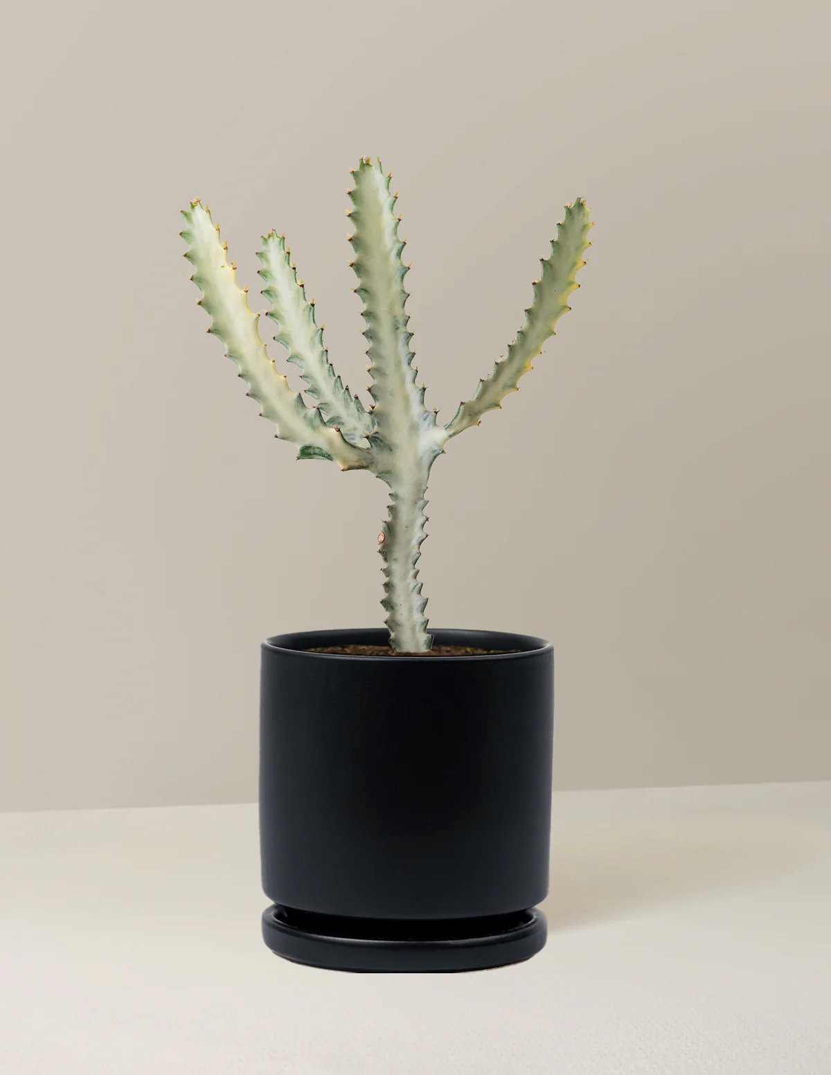 Image of Euphorbia White Ghost