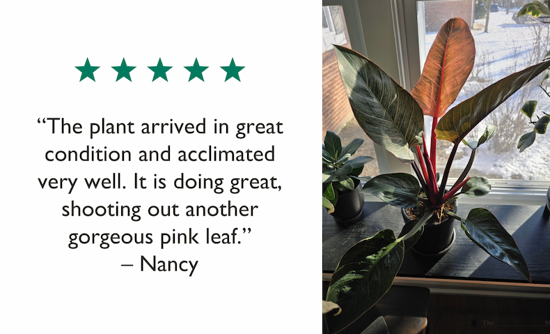 Customer Review and Photo