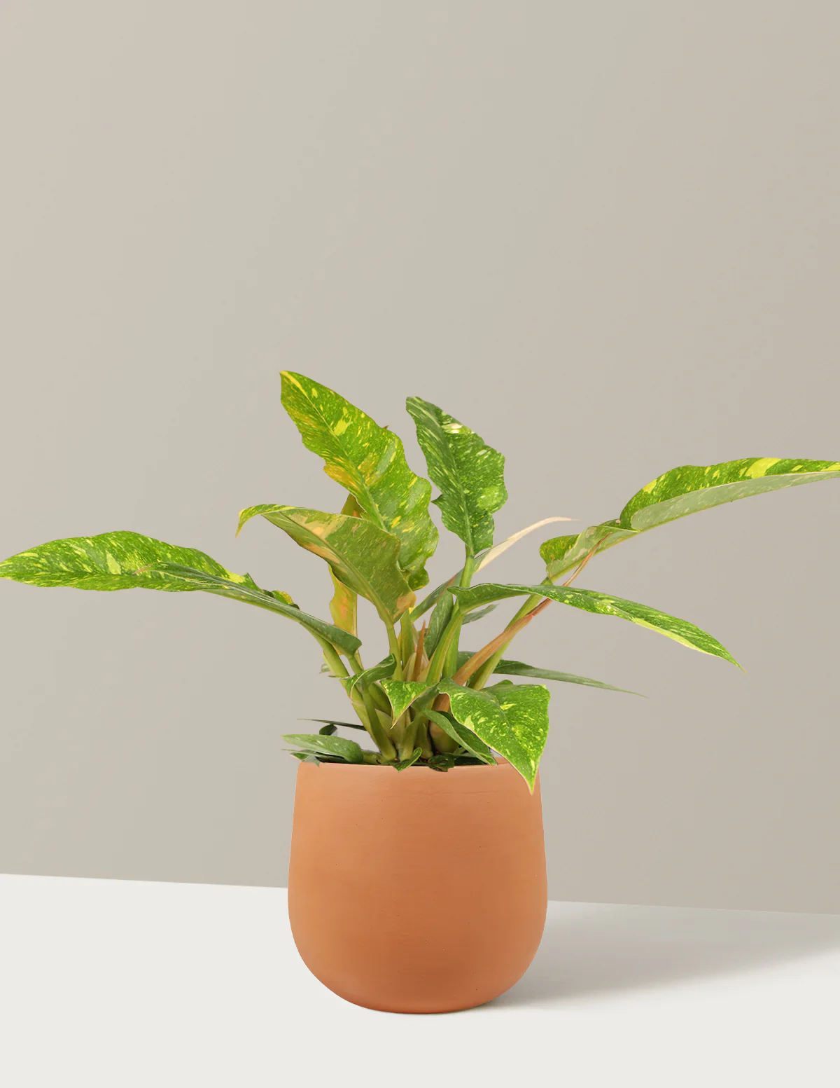 Image of Philodendron Ring of Fire