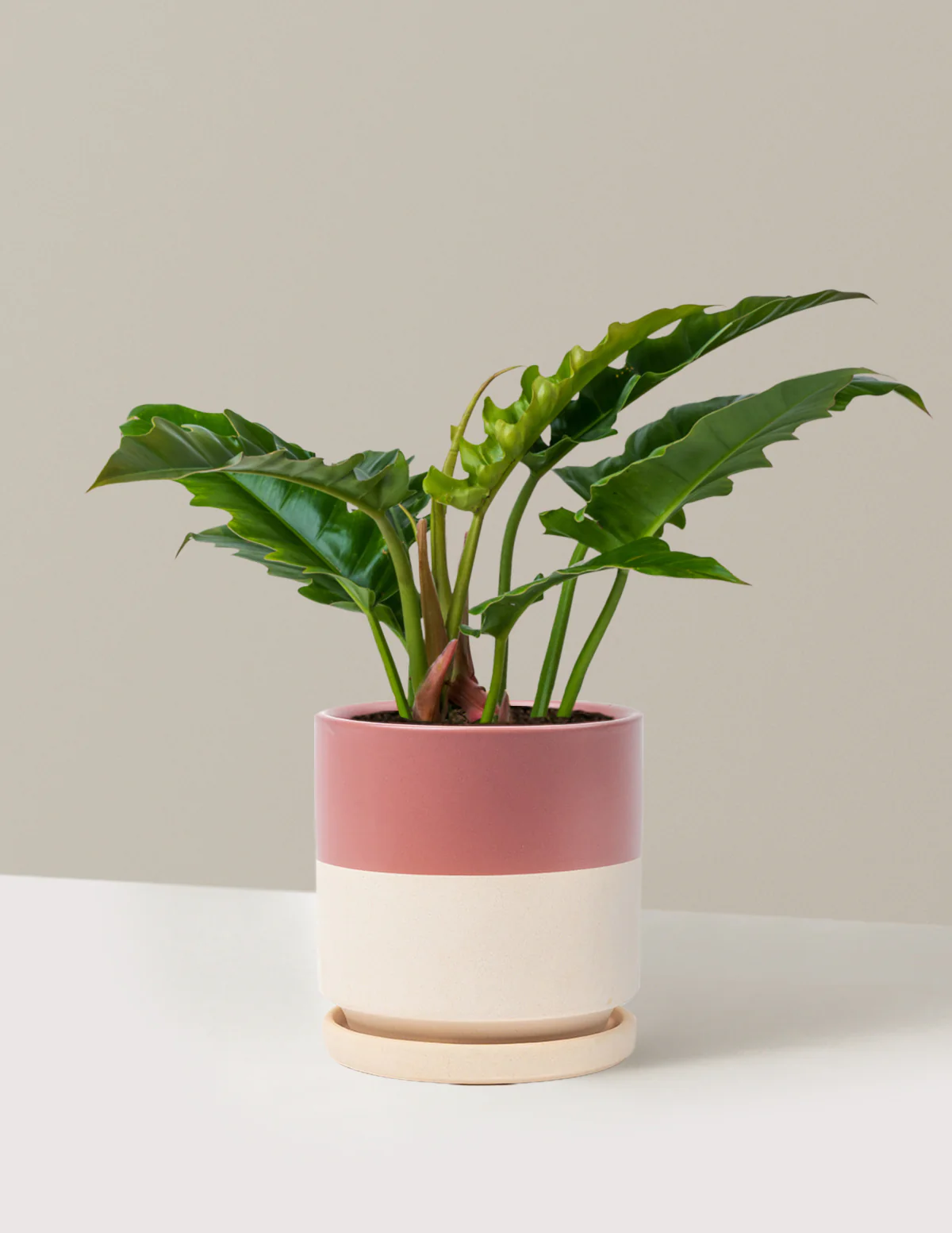 Image of Philodendron Jungle Boogie
